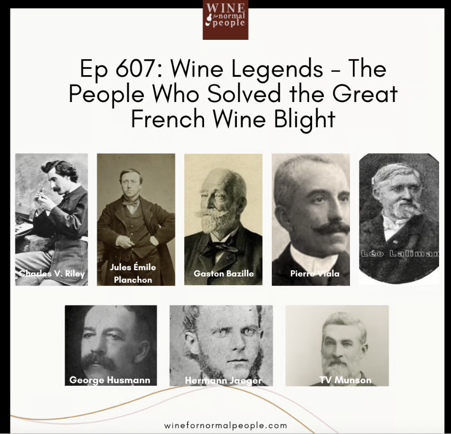Wine Legends - The People Who Solved the Great French Wine Blight