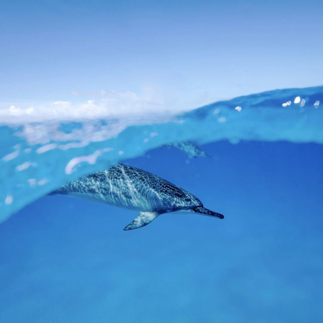 A dolphin swimming beneath the ocean surface with a clear blue sky overhead.
