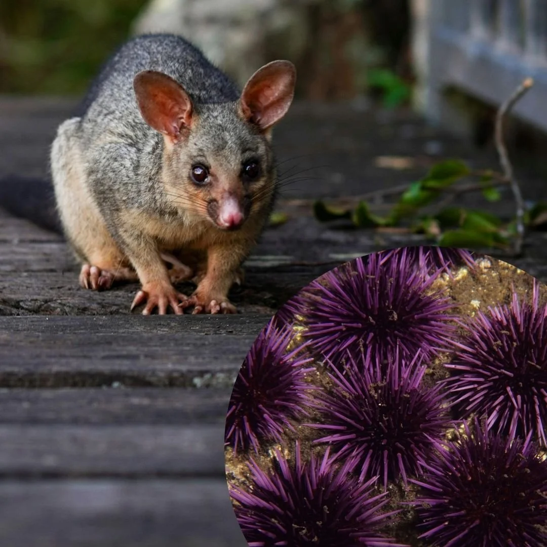 Why and how we should Accelerate Efforts  to achieve Predator Free Aotearoa New Zealand by 2050