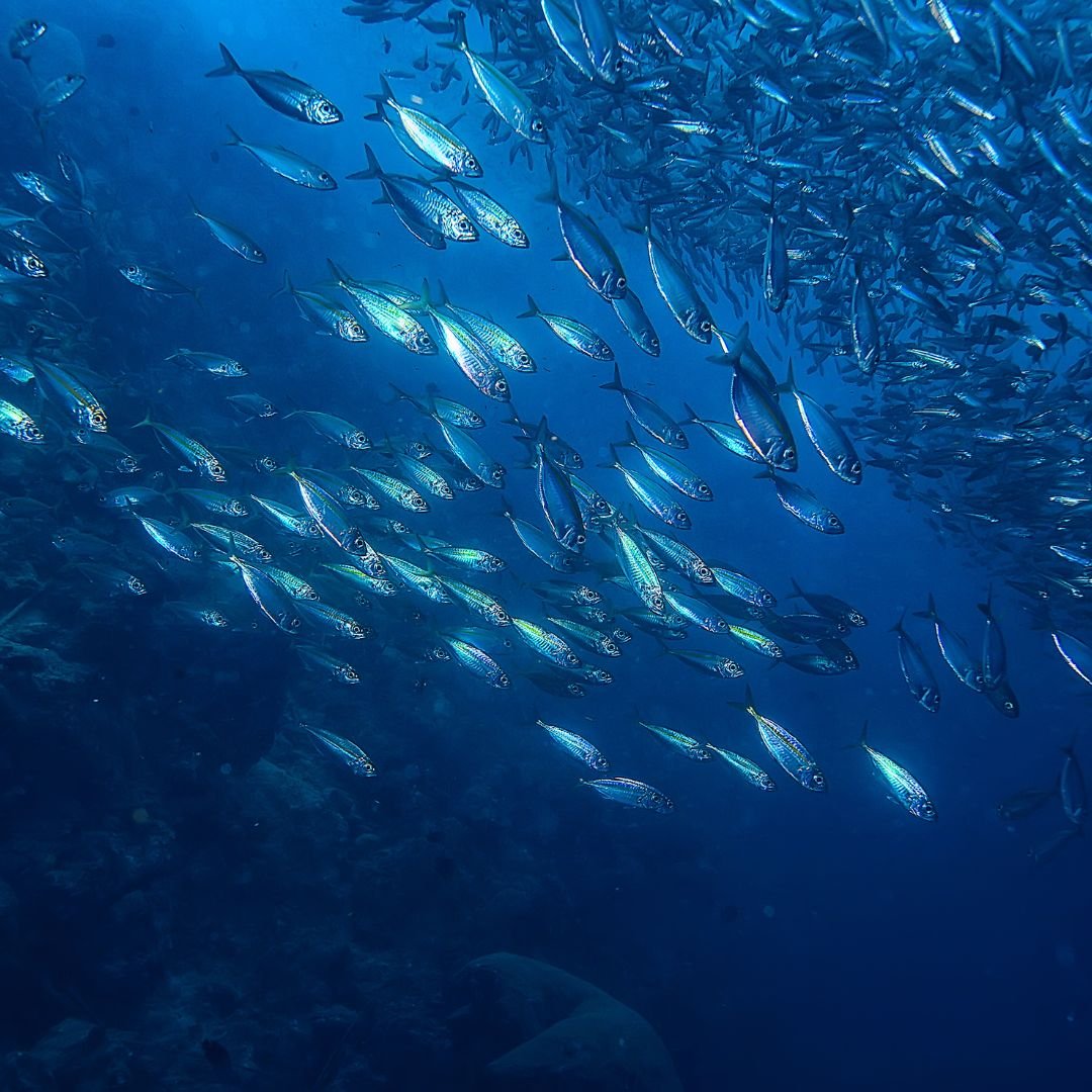 School of silver fish swimming in the ocean.