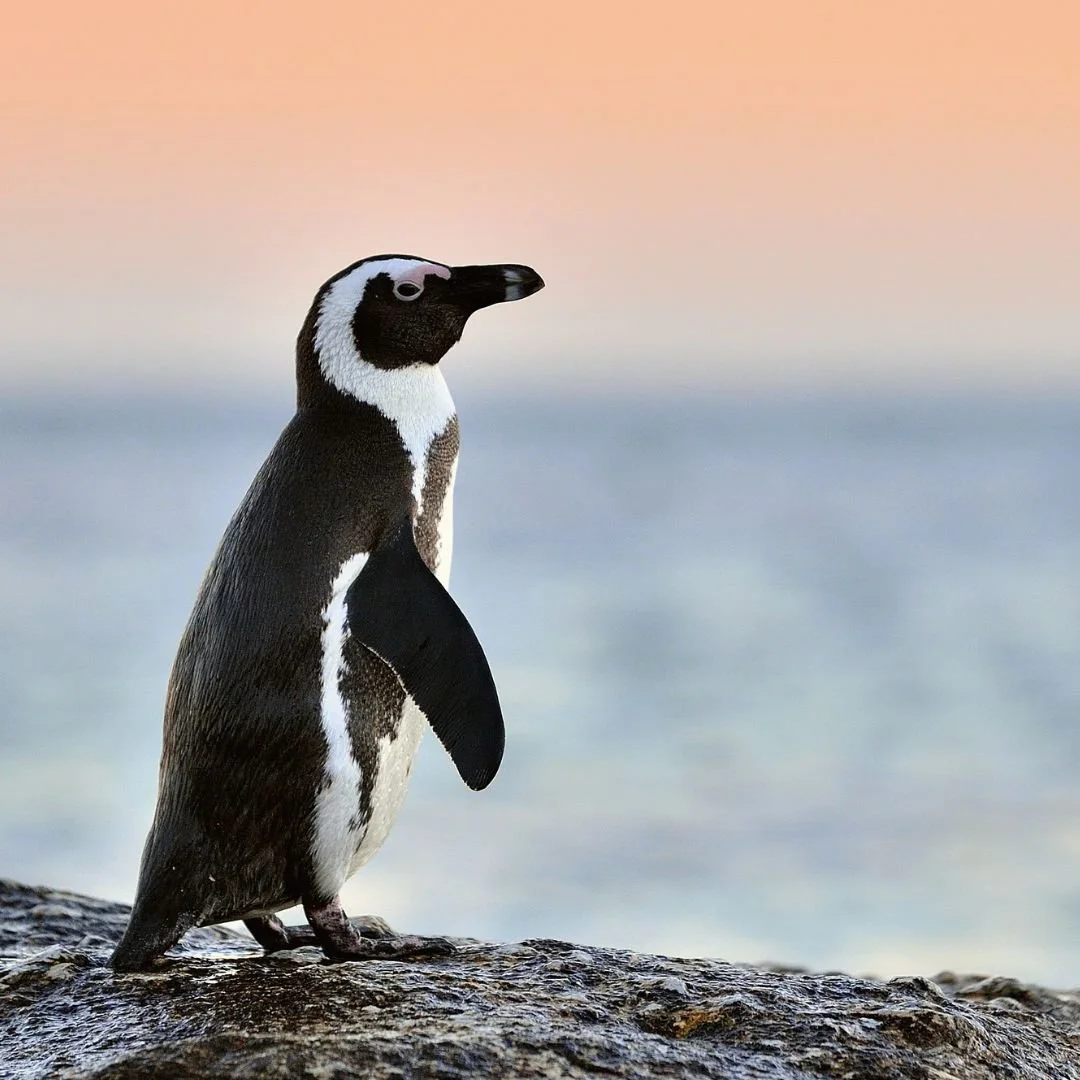 A penguin standing on a rock by the water at sunset.