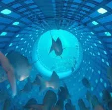 Fish swim in an illuminated, futuristic underwater tunnel with blue lighting and rocks on the ocean floor.