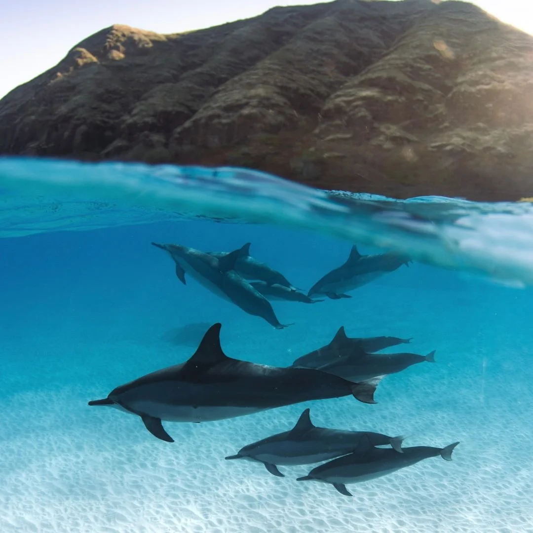 Dolphins swimming underwater near a rocky coastline.
