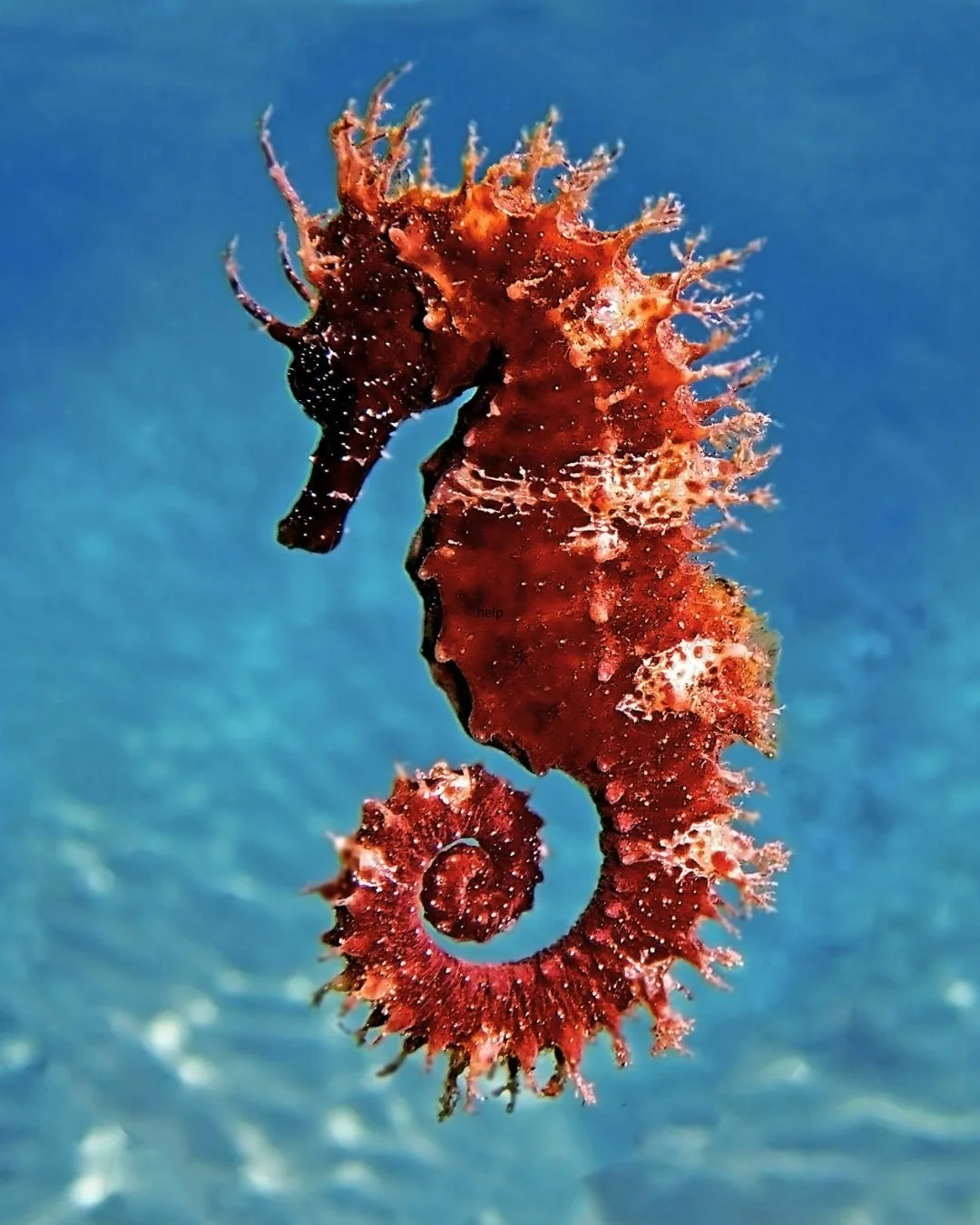 A seahorse with a curled tail swimming underwater against a blue background.