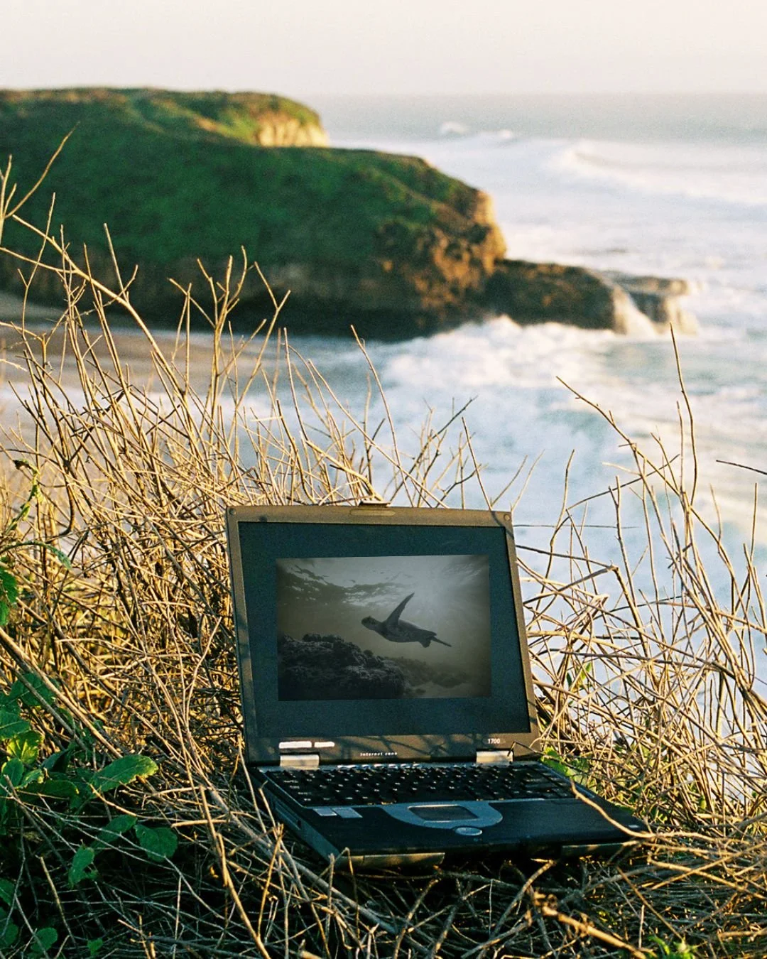 A laptop placed on dry grass and foliage on a beach, displaying an image of a turtle swimming