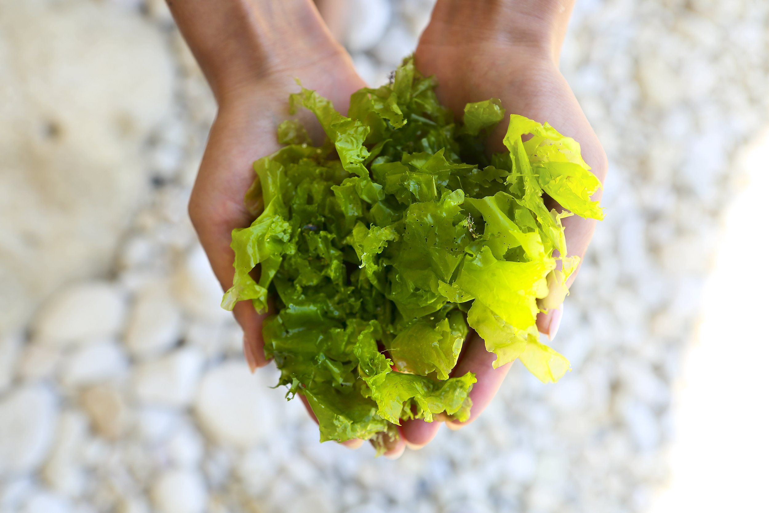 A person holding fresh sea lettuce leaves with a rocky ground background.