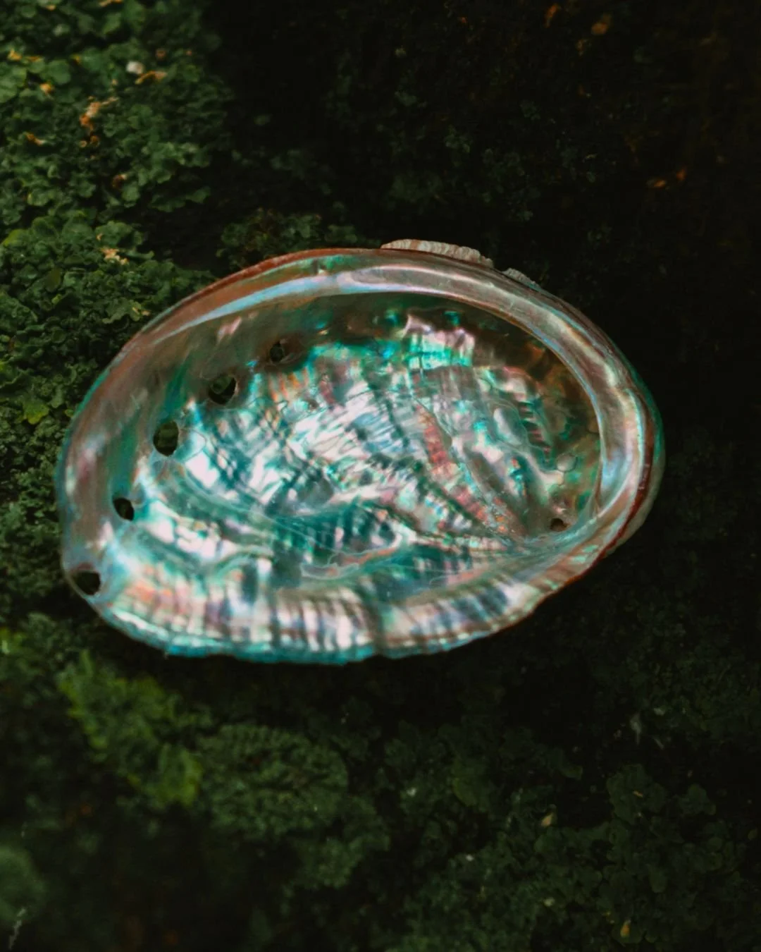 Close-up of a shiny, iridescent seashell with holes, resting on a dark, mossy surface.