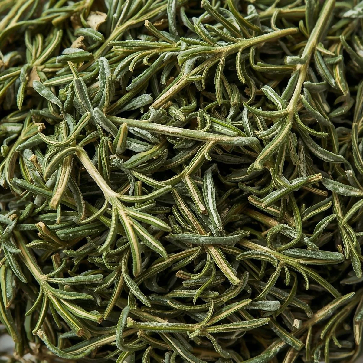 Rosemary