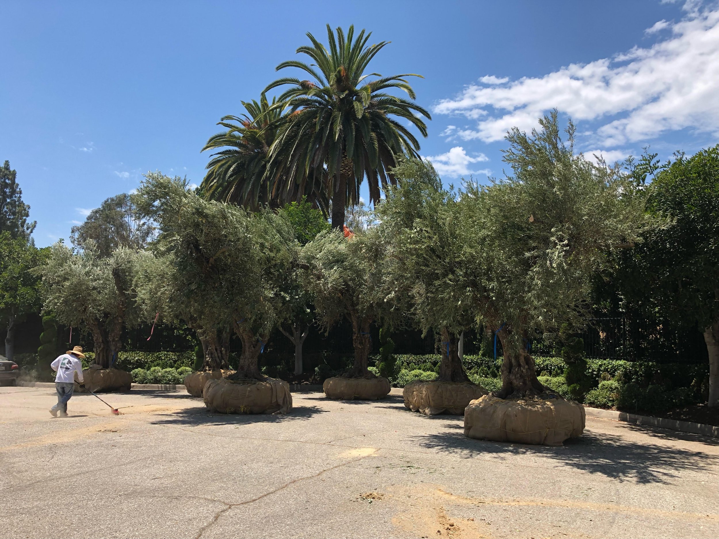 landscape design Los Angeles