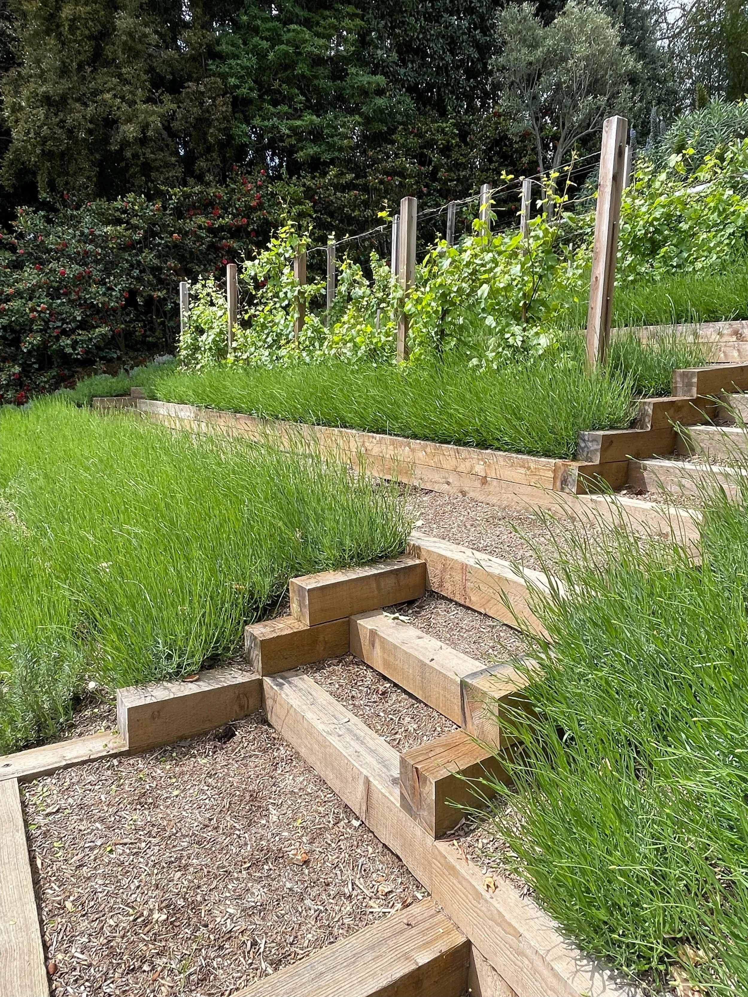 A wooden stairway surrounded by green grass and plants, leading up to a raised garden bed with plants climbing a wire trellis, with trees and bushes in the background.