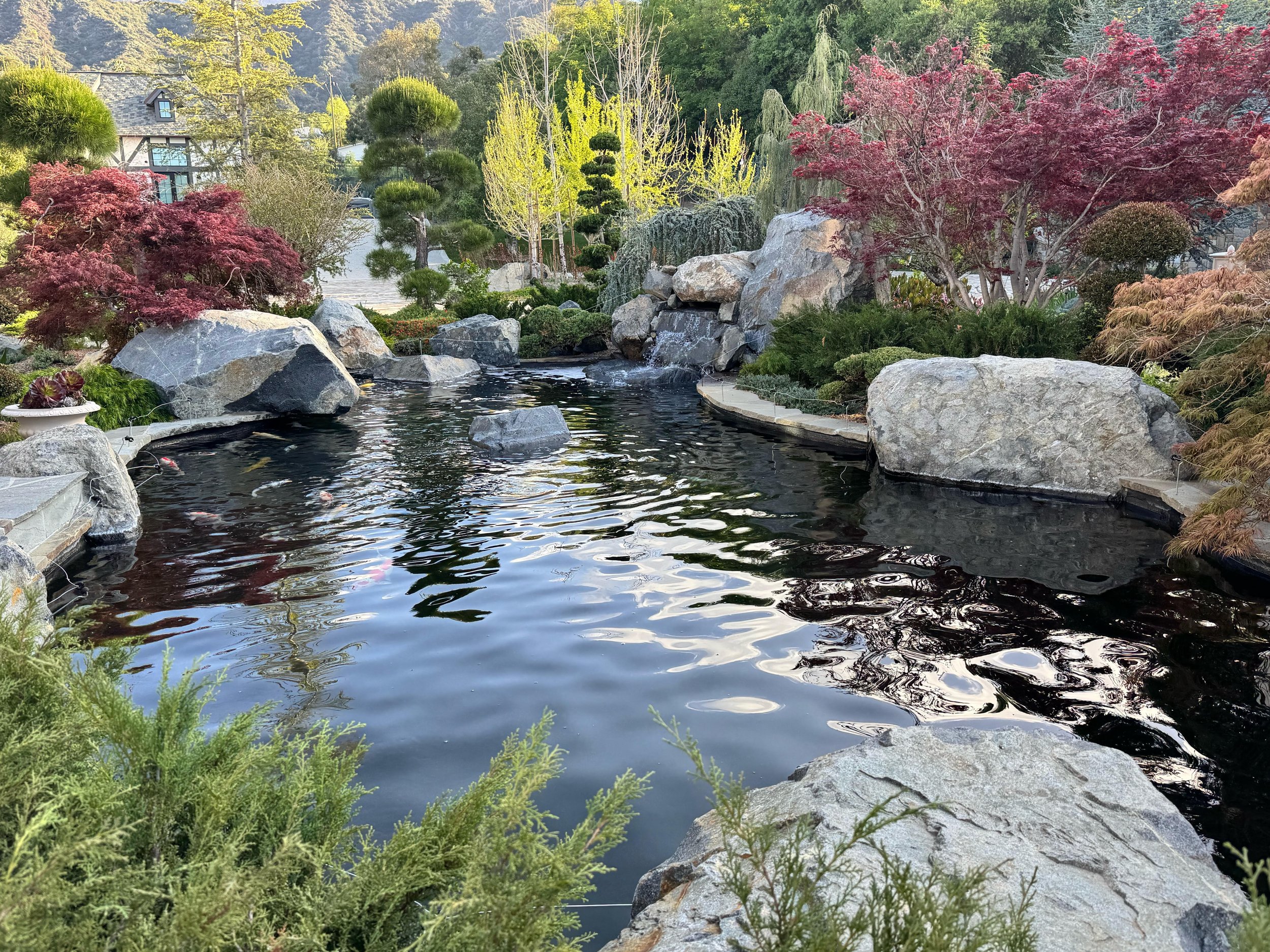 picture perfect landscape construction - koi pond.jpeg