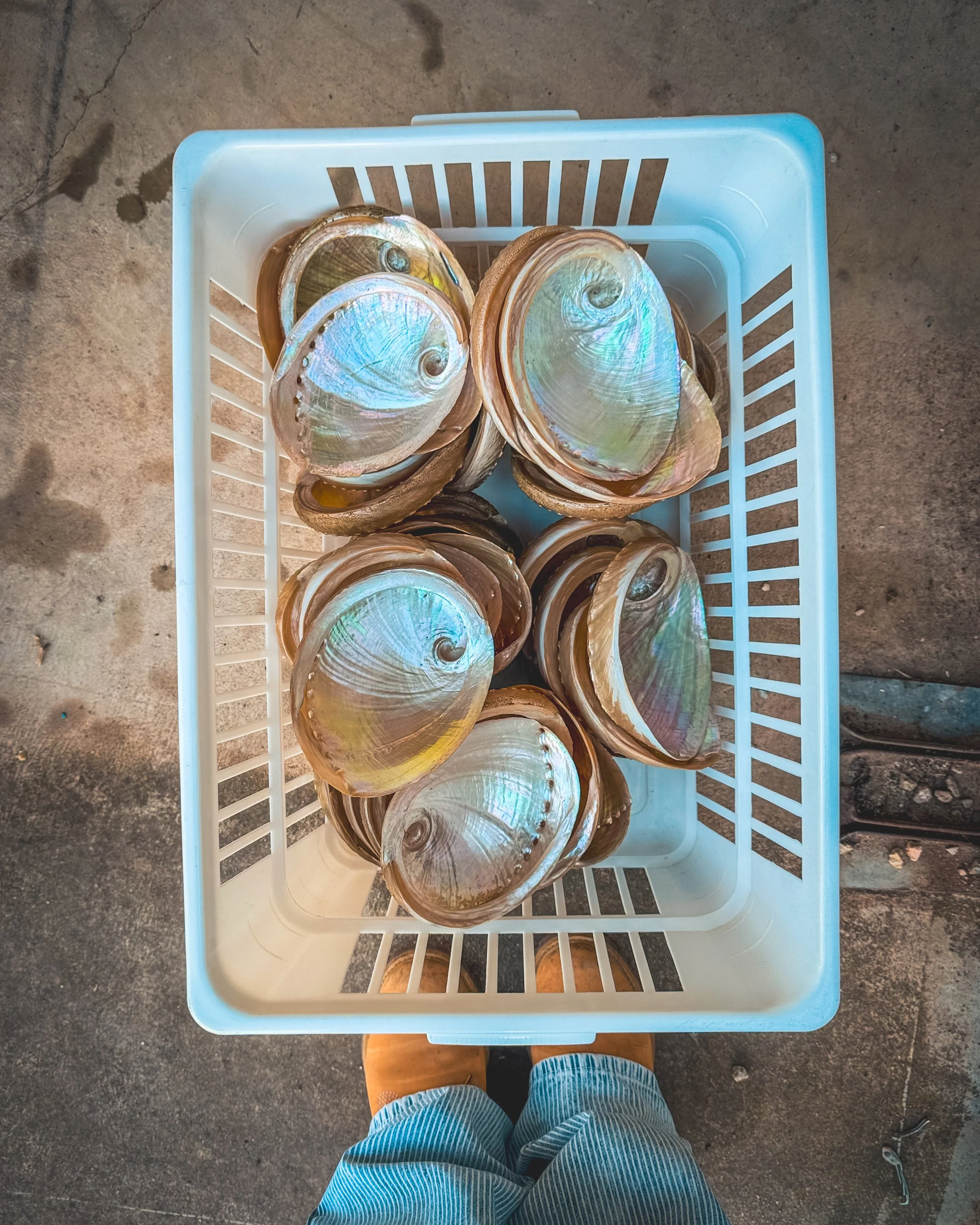 A top-down view of a blue plastic basket filled with large seashells with iridescent surfaces, on a concrete floor, with the person's legs visible at the bottom of the image.