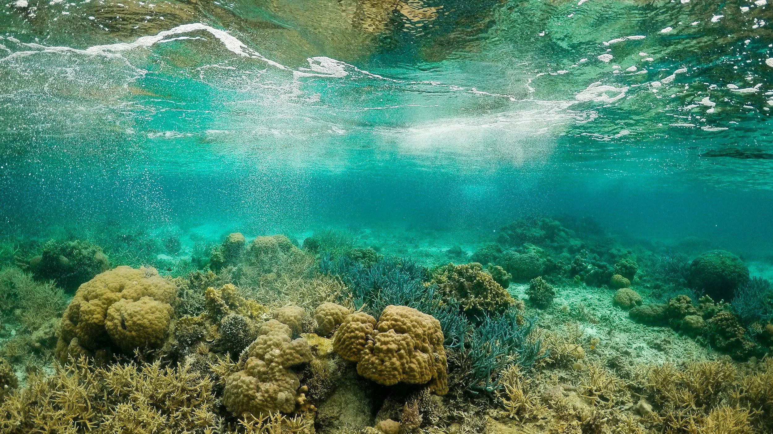 Underwater view of a coral reef with various types of coral and marine plants, clear blue water, sunlight filtering through the surface.