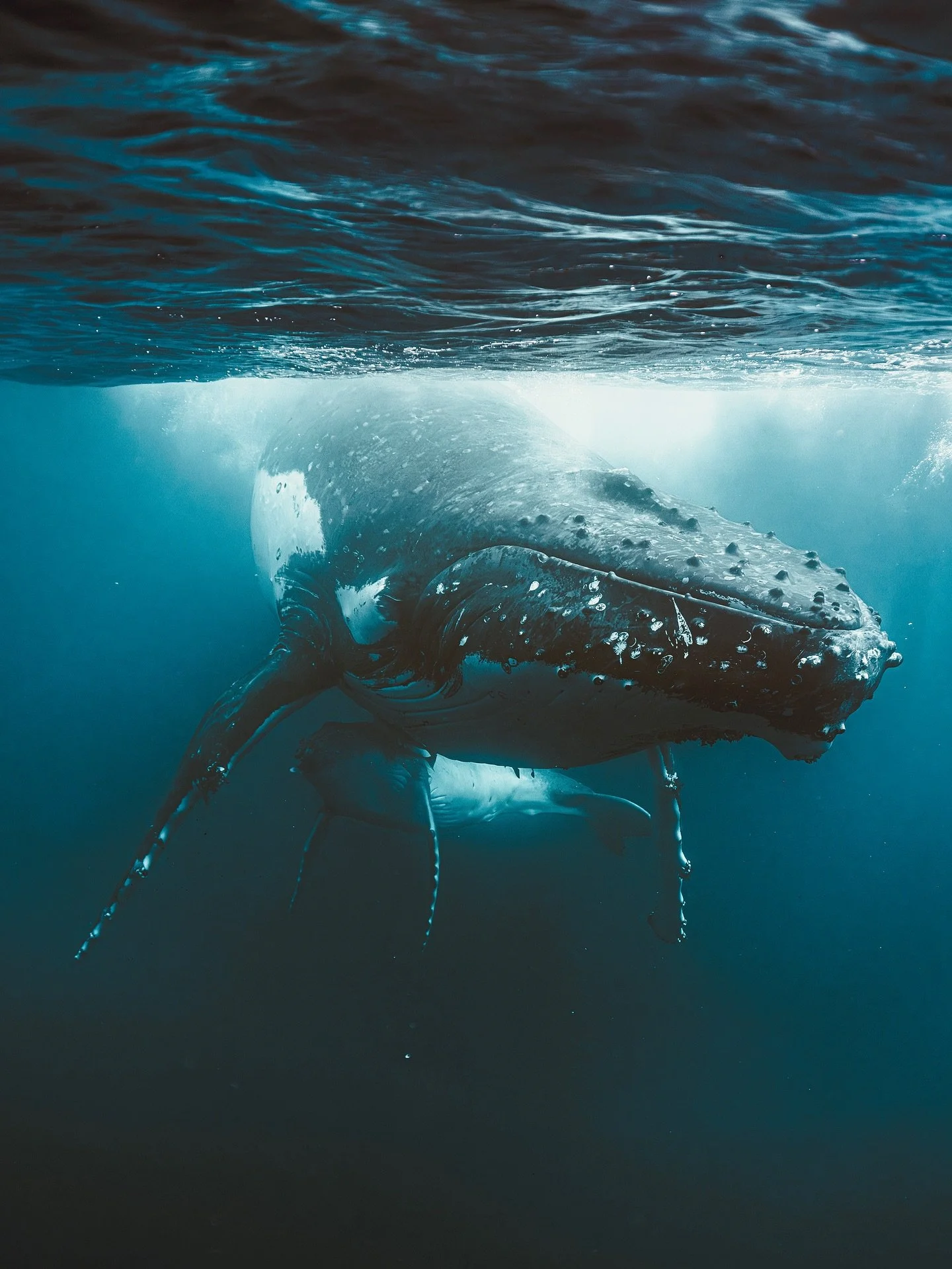 A mother&rsquo;s love - runs deeper than the ocean itself. 🐋

Whales, these ancient guardians of the oceans, share a bond with their young that is both tender and fierce. A humpback mother will nurse her calf with milk so rich it&rsquo;s almost half