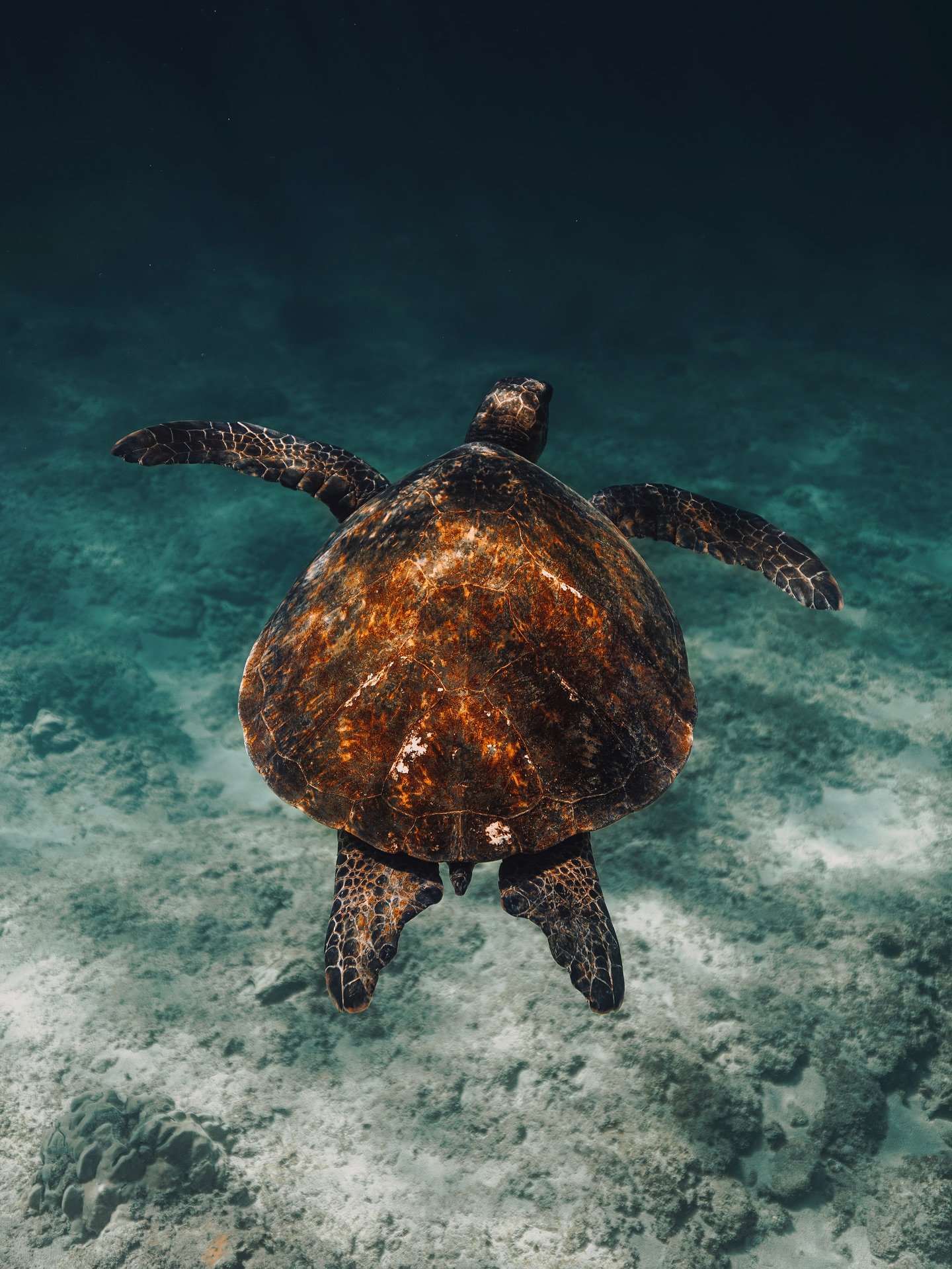 Did you know that Hawaiian green sea turtles - known as honu - are some of the ocean&rsquo;s oldest navigators, having swum the seas for over 100 million years? In Hawaiian culture, they&rsquo;re seen as symbols of good luck, endurance, and long life