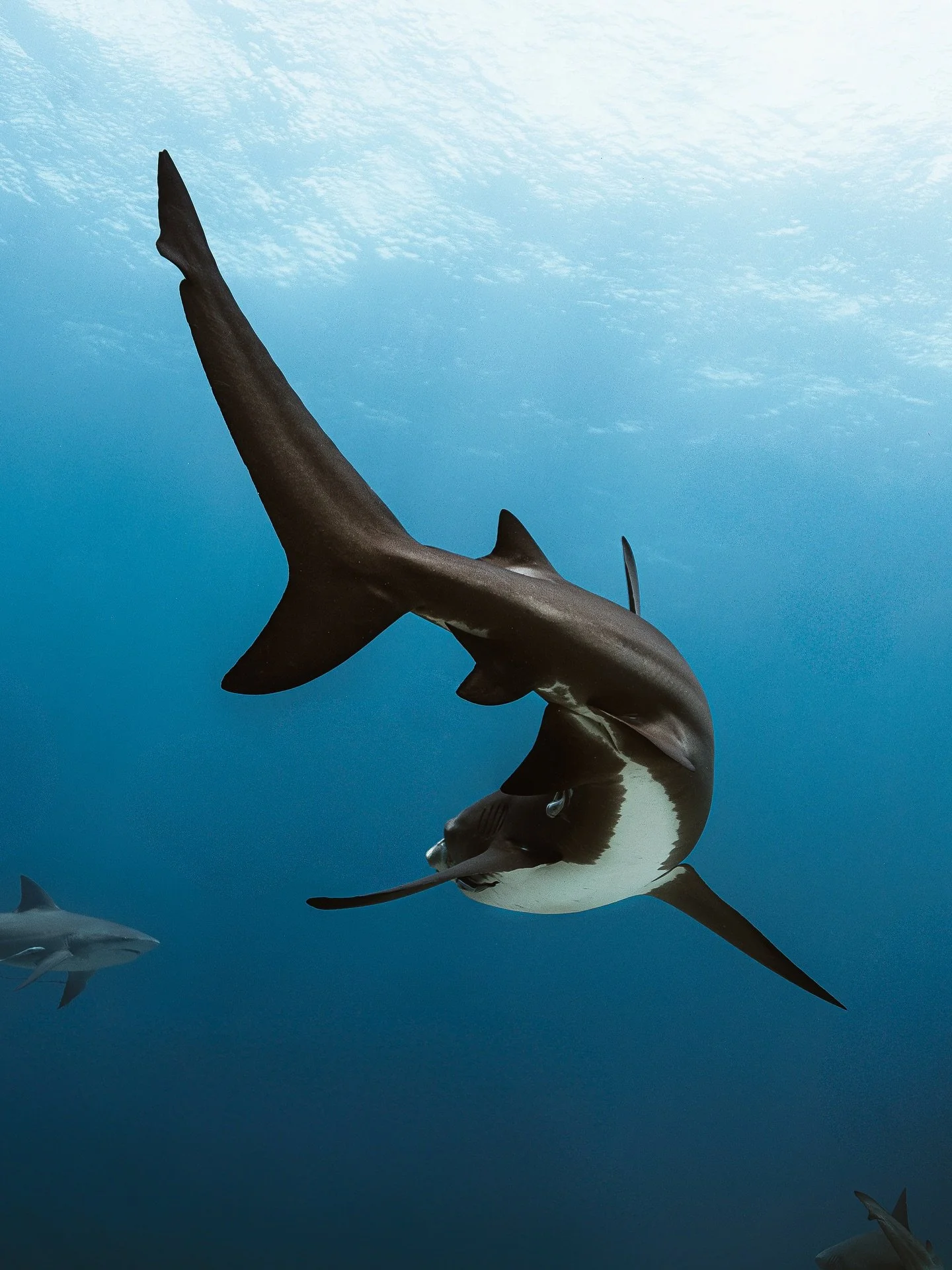 I never knew I would love sharks so much.

Witnessing these majestic Bull Sharks in Kuata, Fiji, shifted something within me. These beings - so often painted as monsters were pure grace, presence, and power.

Sharks are vital for the health of our oc