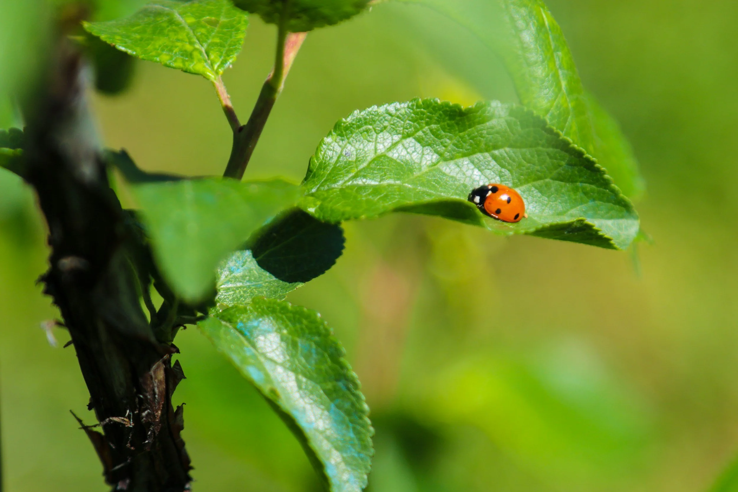 Close-up of a ladybug on a green leaf in a garden with blurred green background.