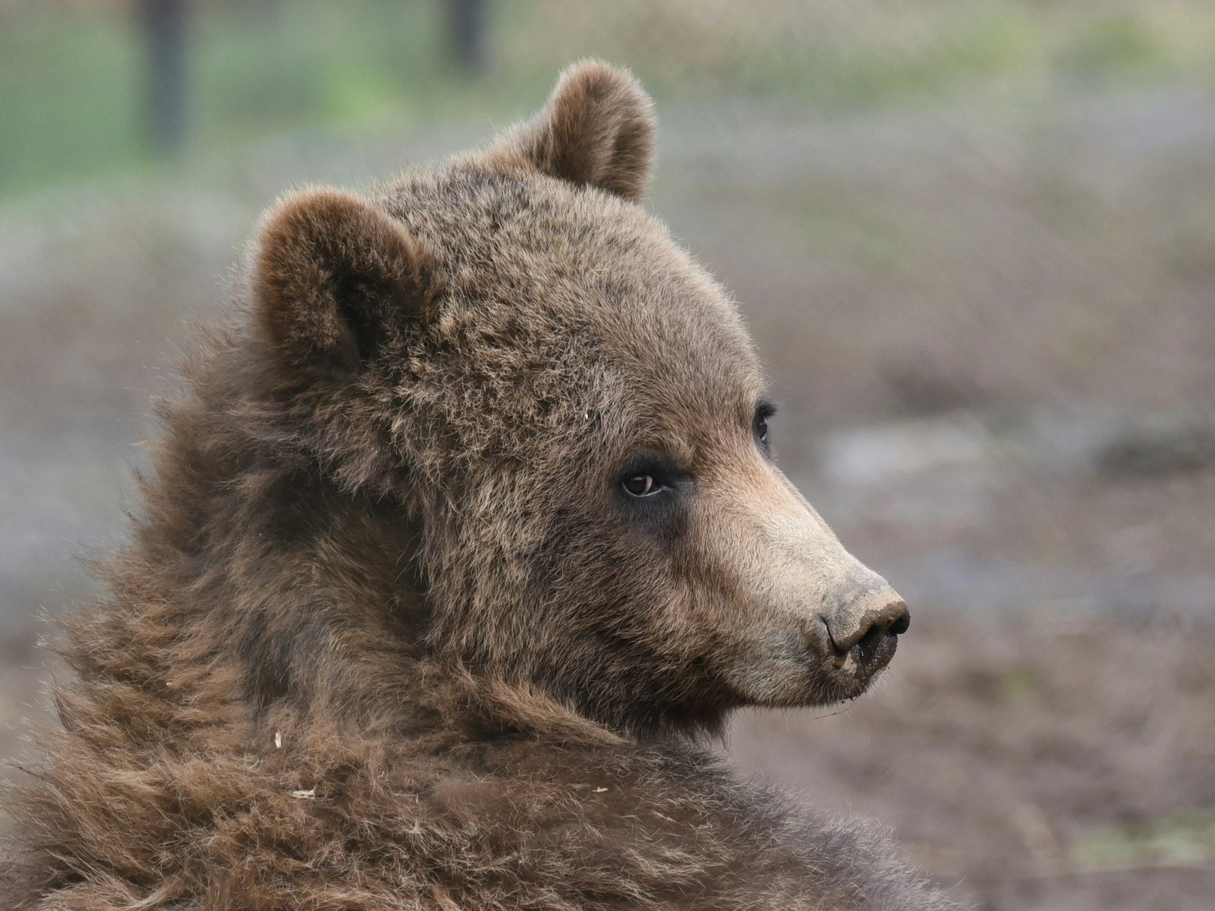 Close-up of a brown bear cub with detailed fur facing to the right, outdoors in a natural setting.