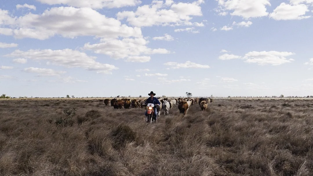 Two Fences One Horizon