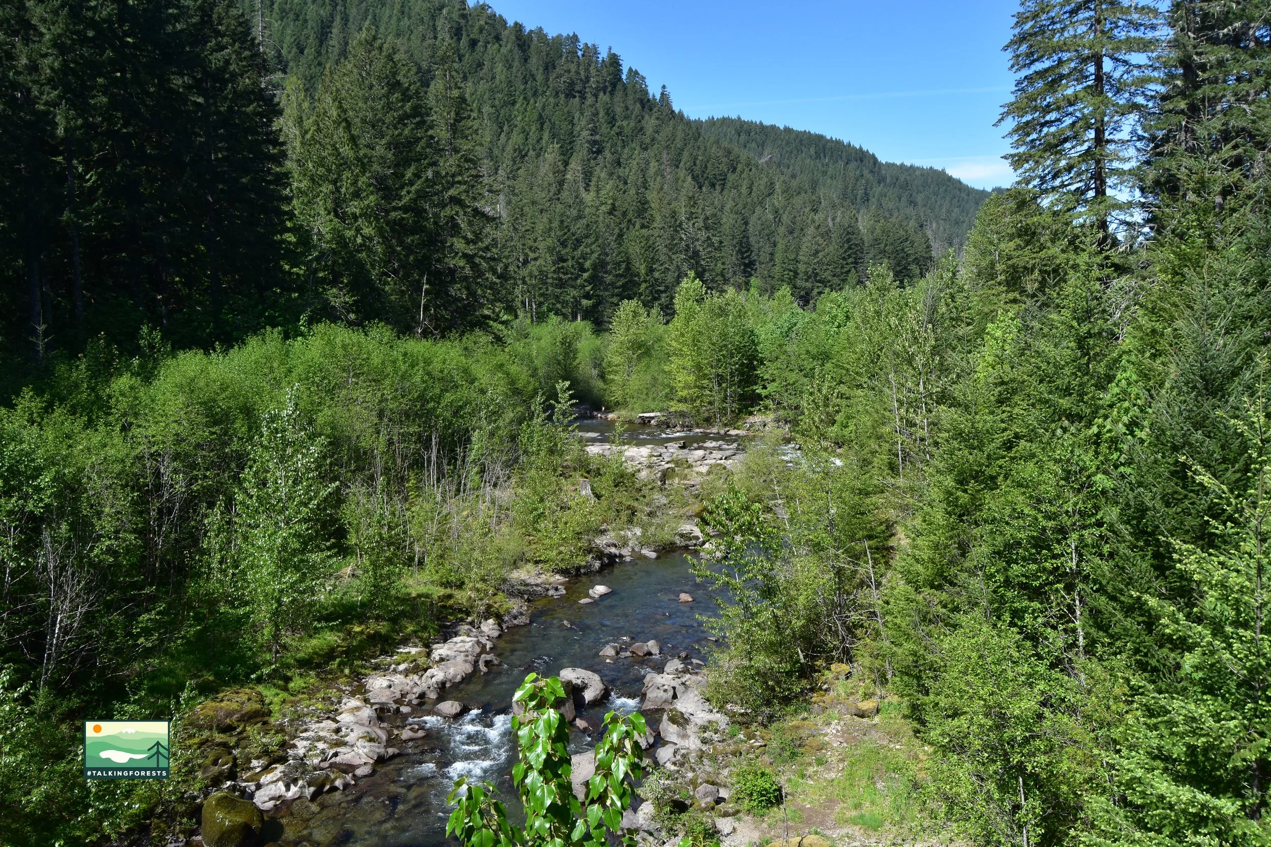 A landscape of green trees and a river with rocks and clear water.