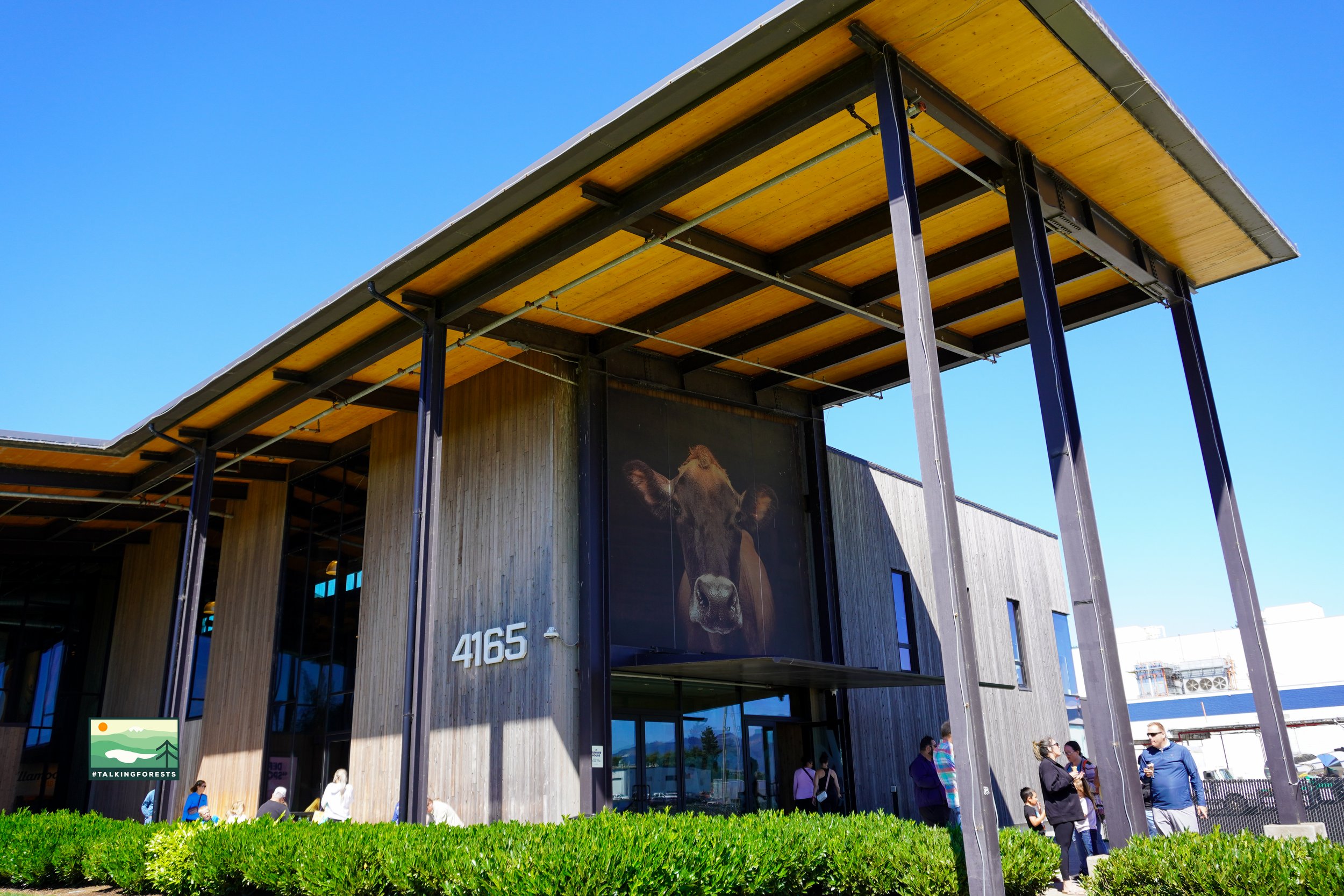 A dairy cow that is brown on a mass timber exterior wall outside the Tillamook Creamery building with large metal beams and green shrubs outside.