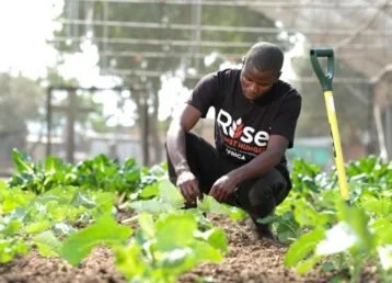 A person working in a vegetable garden with leafy green plants and gardening tools.