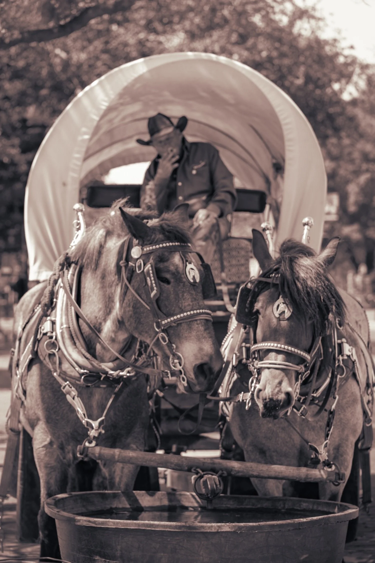 A man dressed as a cowboy riding a horse pulling a carriage with two other horses.