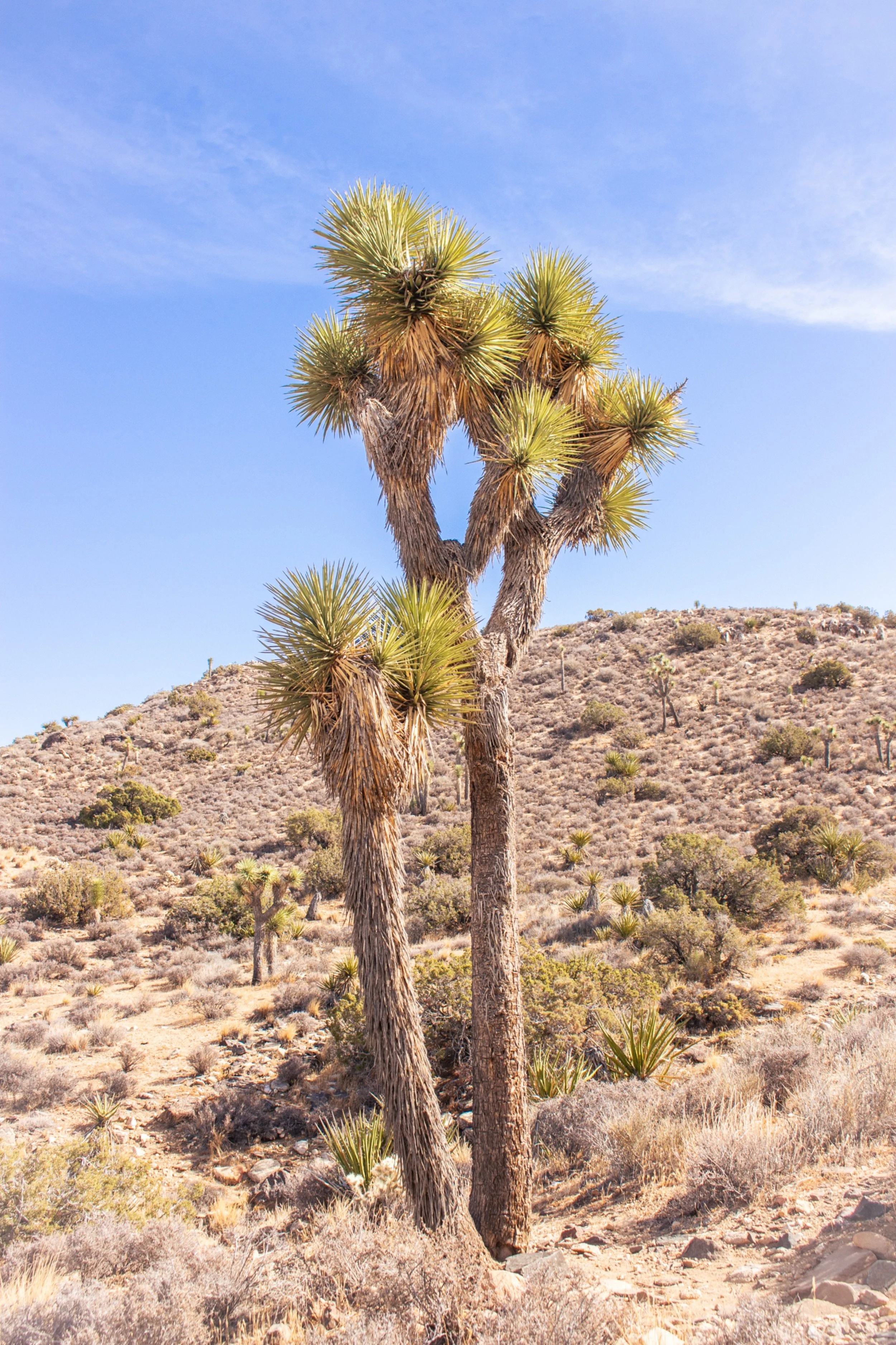 Desert landscape with a prominent desert plant, likely a Joshua tree, under a clear blue sky with a few white clouds. The terrain is arid with sparse desert bushes and smaller Joshua trees scattered across the ground.