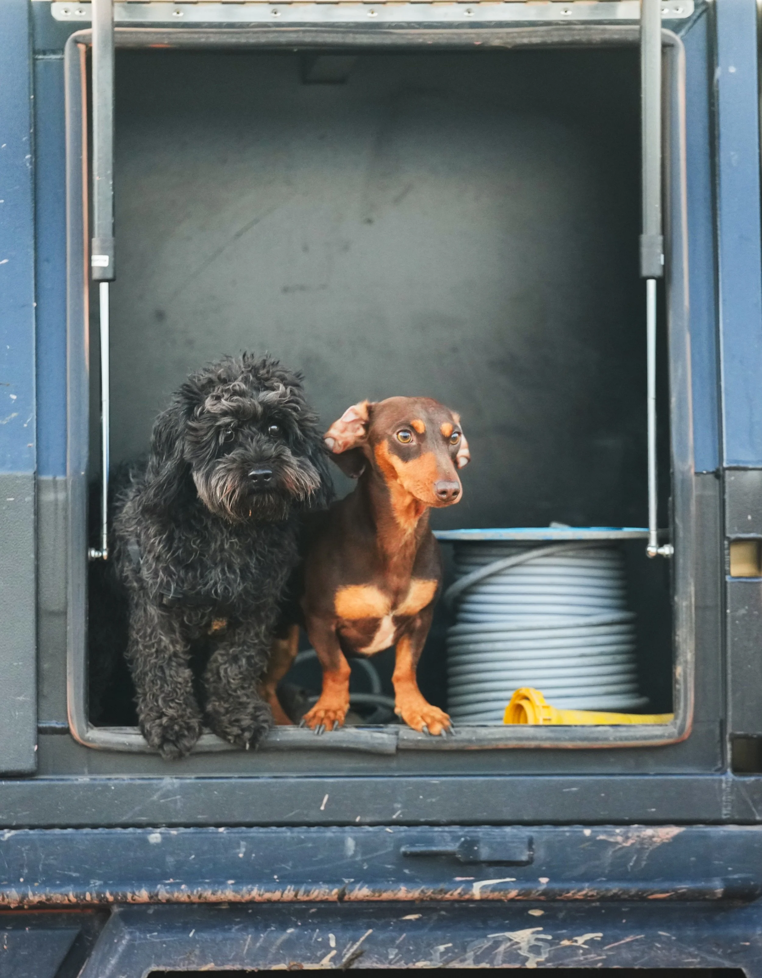 Two dogs, a black curly-haired dog and a brown dog with tan markings, standing inside a dark plastic dog crate with metal hinges, on a black surface with some scratches and debris visible.