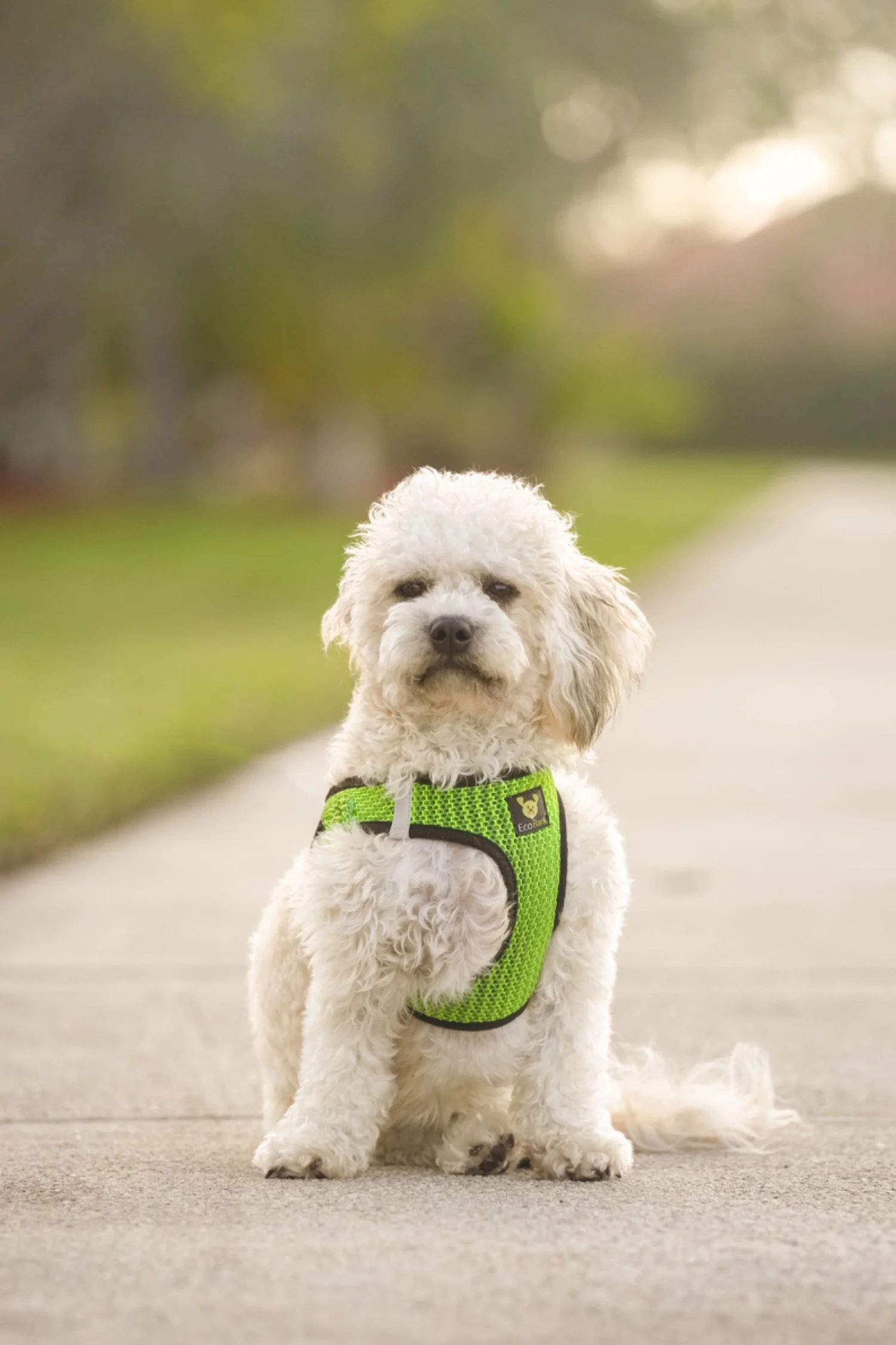 A fluffy white puppy with curly fur sitting on a sidewalk, wearing a bright green harness with a small bear logo, in a park setting with a blurred background of trees and grass.