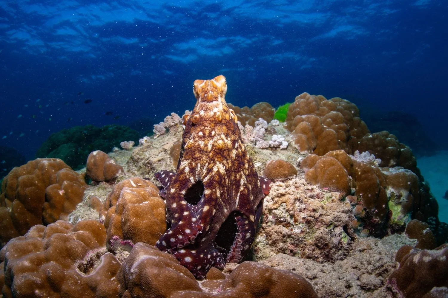 A camouflaged octopus on the ocean floor surrounded by brown coral and rocks, with a blue water background and some small fish in the distance.