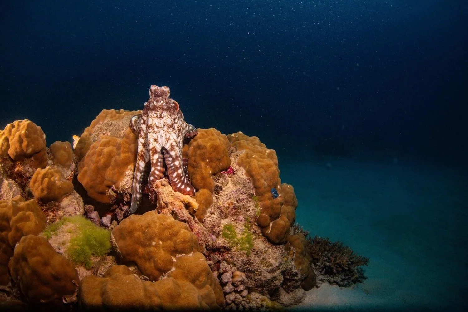 An underwater scene featuring a camouflaged octopus on a coral reef.