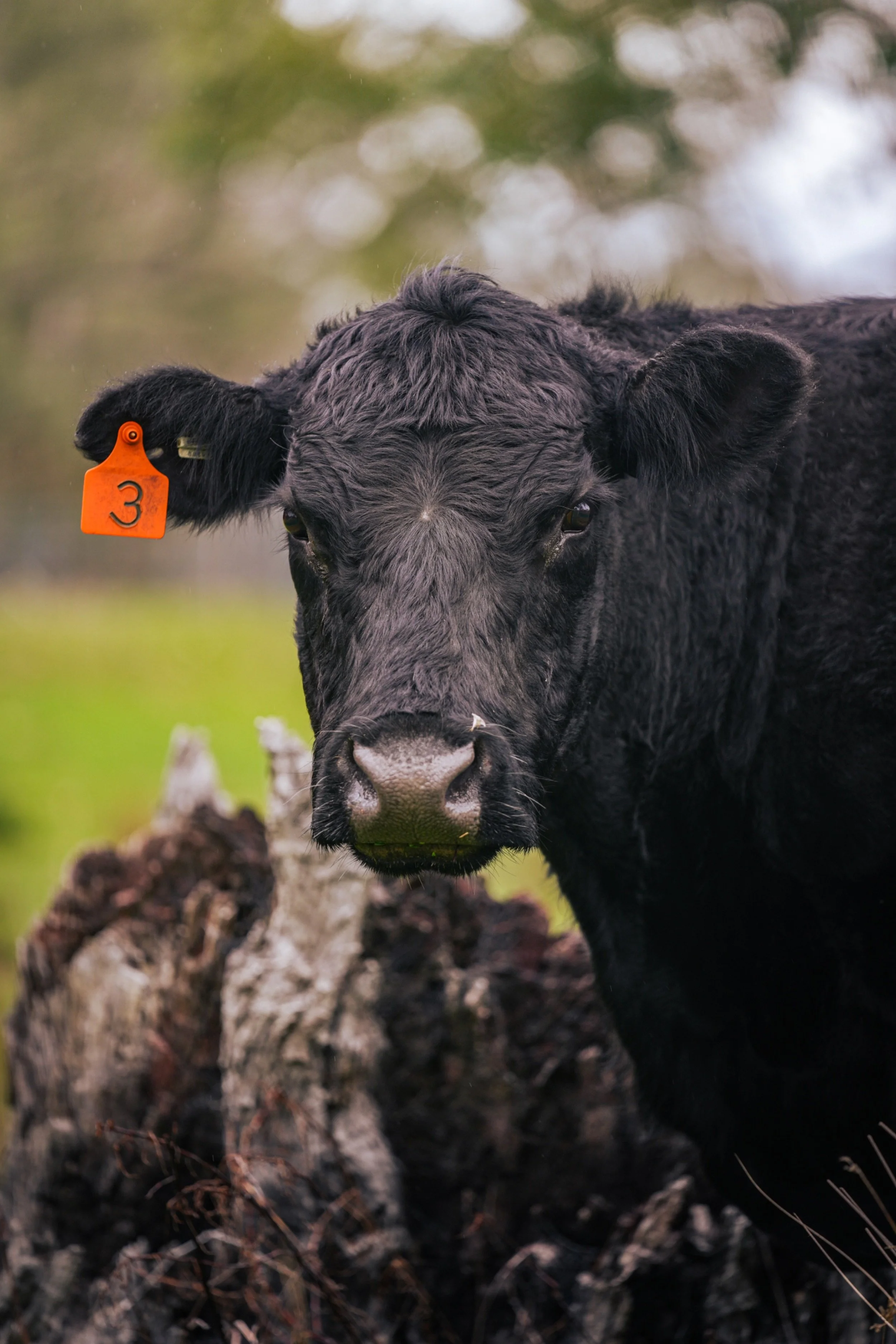 Close-up of a black cow with an orange ear tag numbered 3, standing outdoors with blurred trees and soil in the background.
