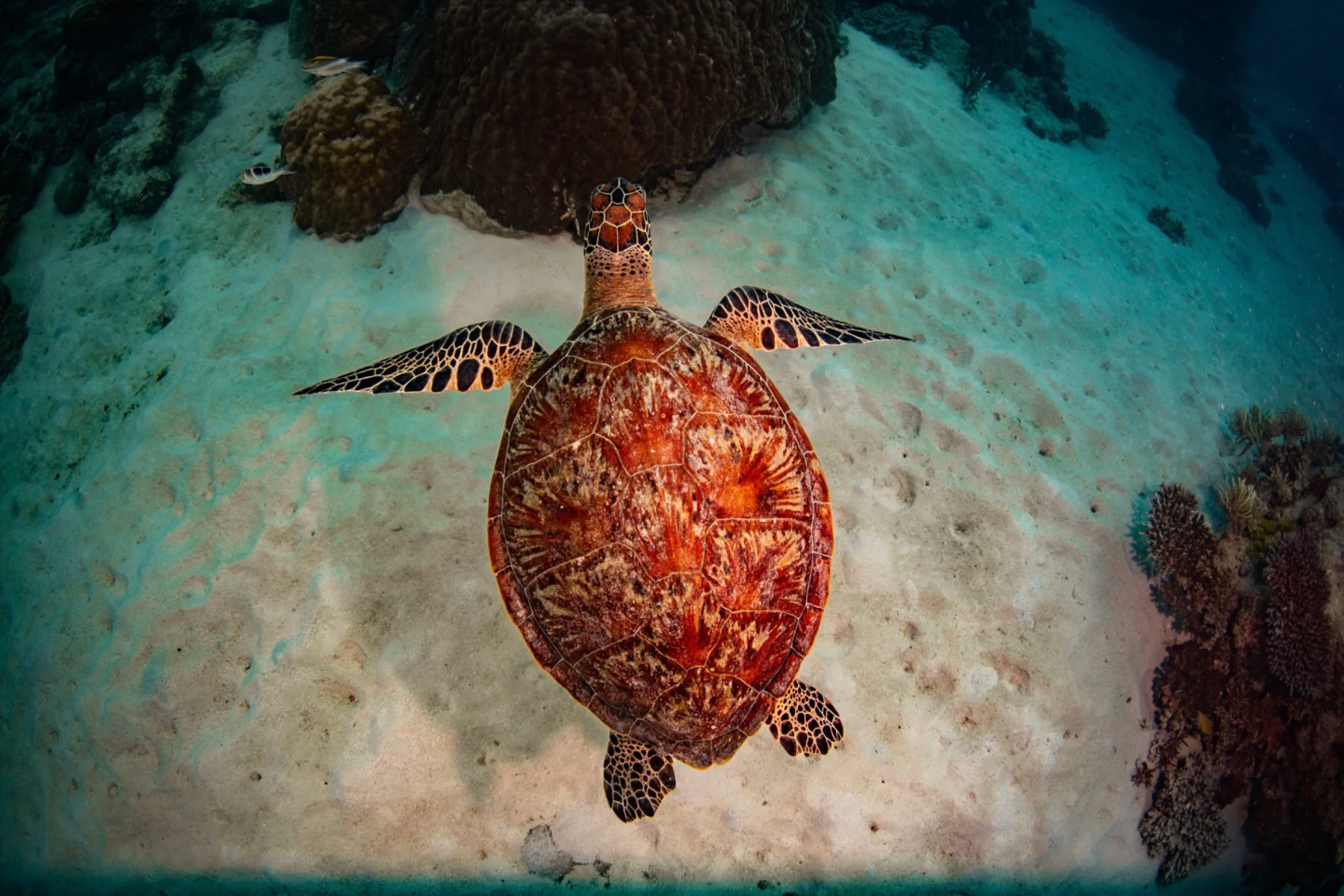 A sea turtle swimming over the sandy ocean floor with coral and small fish nearby.