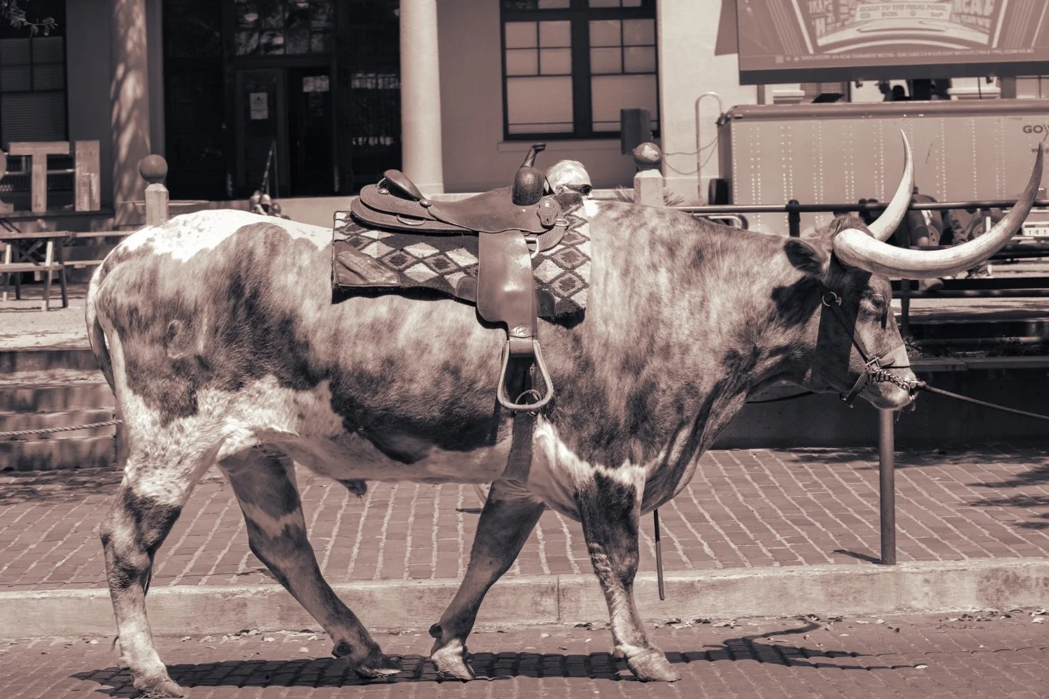 A cowboy horse with a saddle and bridle, standing on a brick sidewalk in front of a building.