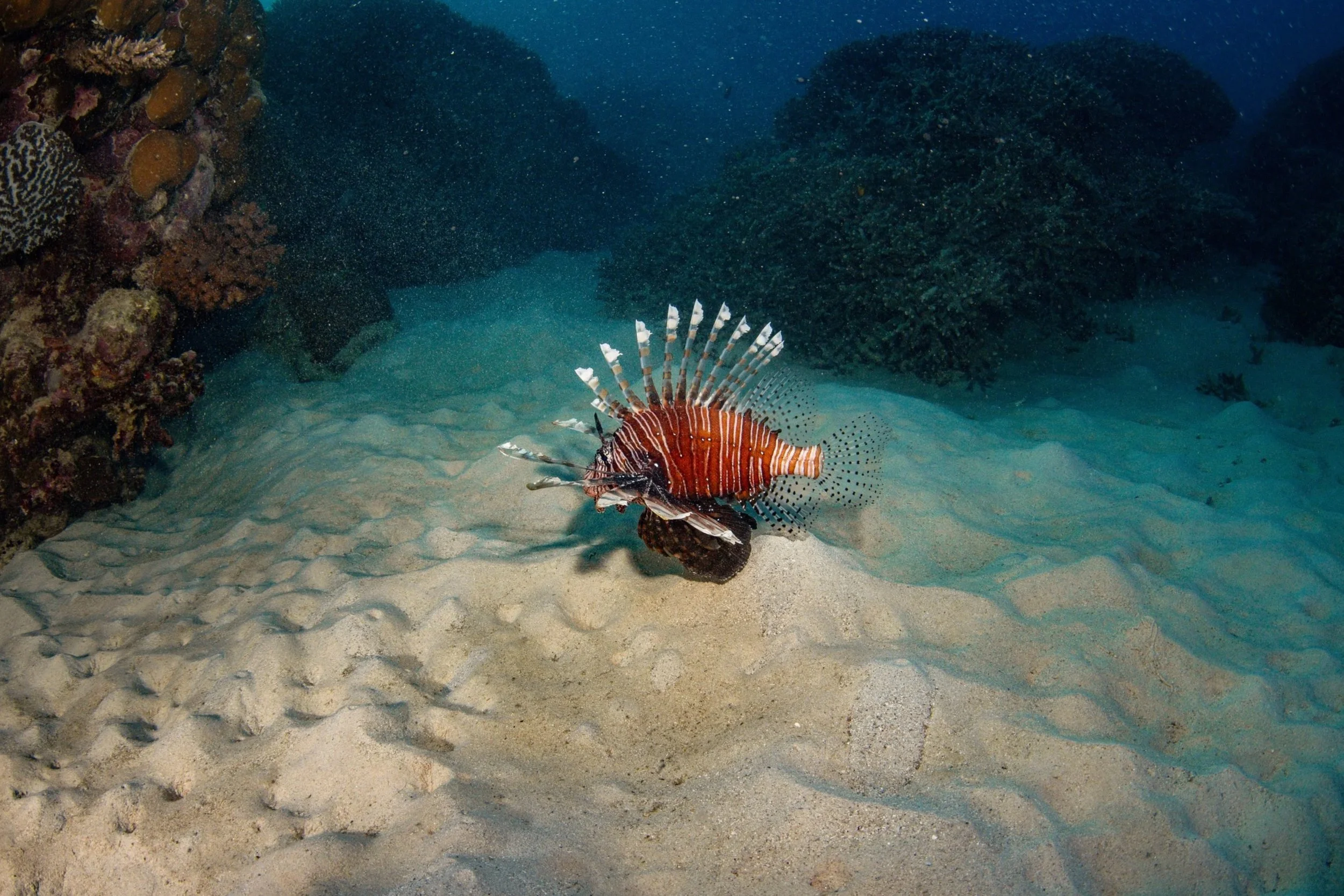 A bearded fish, possibly a lionfish, swimming close to the sandy ocean floor near coral reefs and rocks.