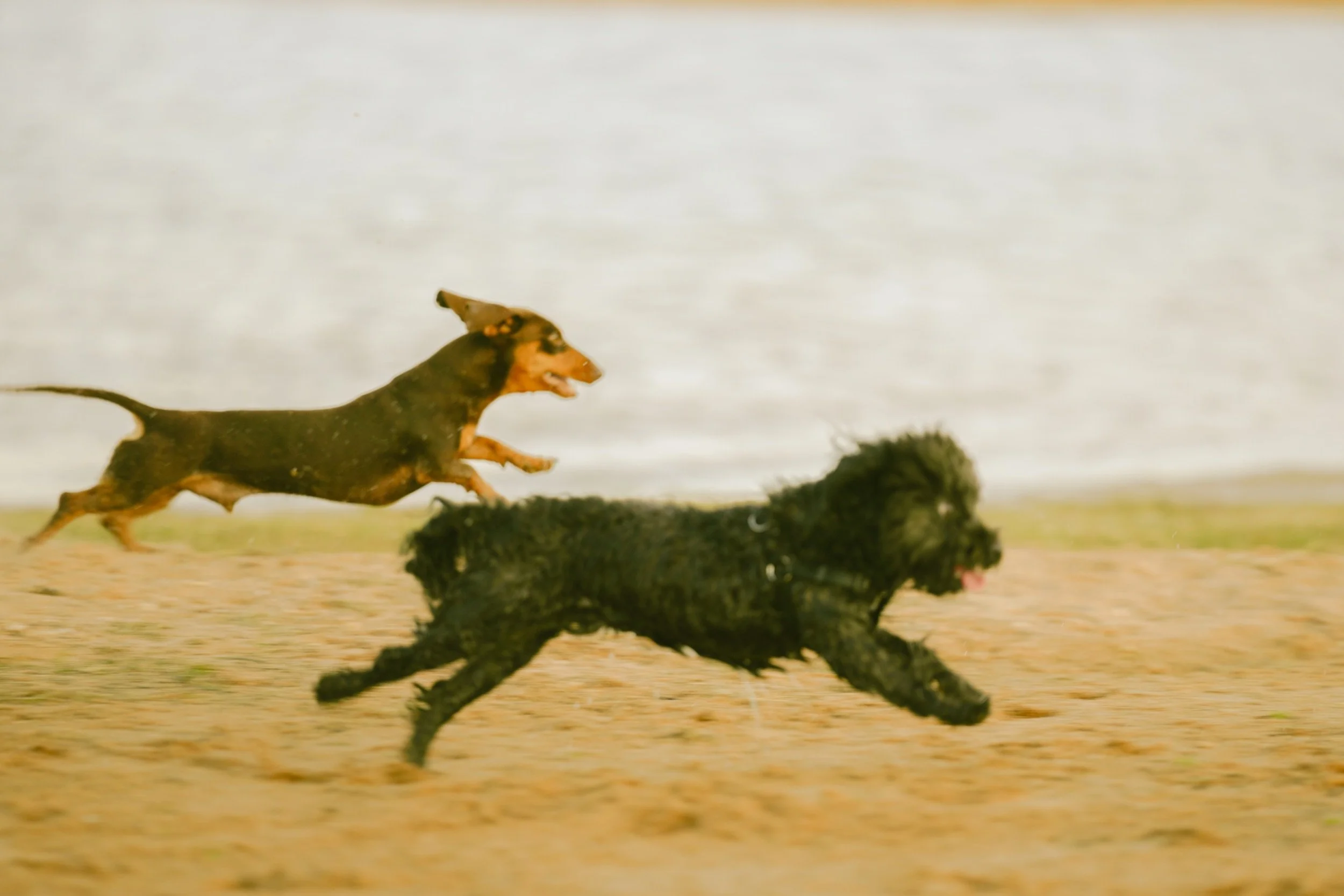 Three dogs running on a sandy surface, two are black and one is brown and black, with a blurred background.