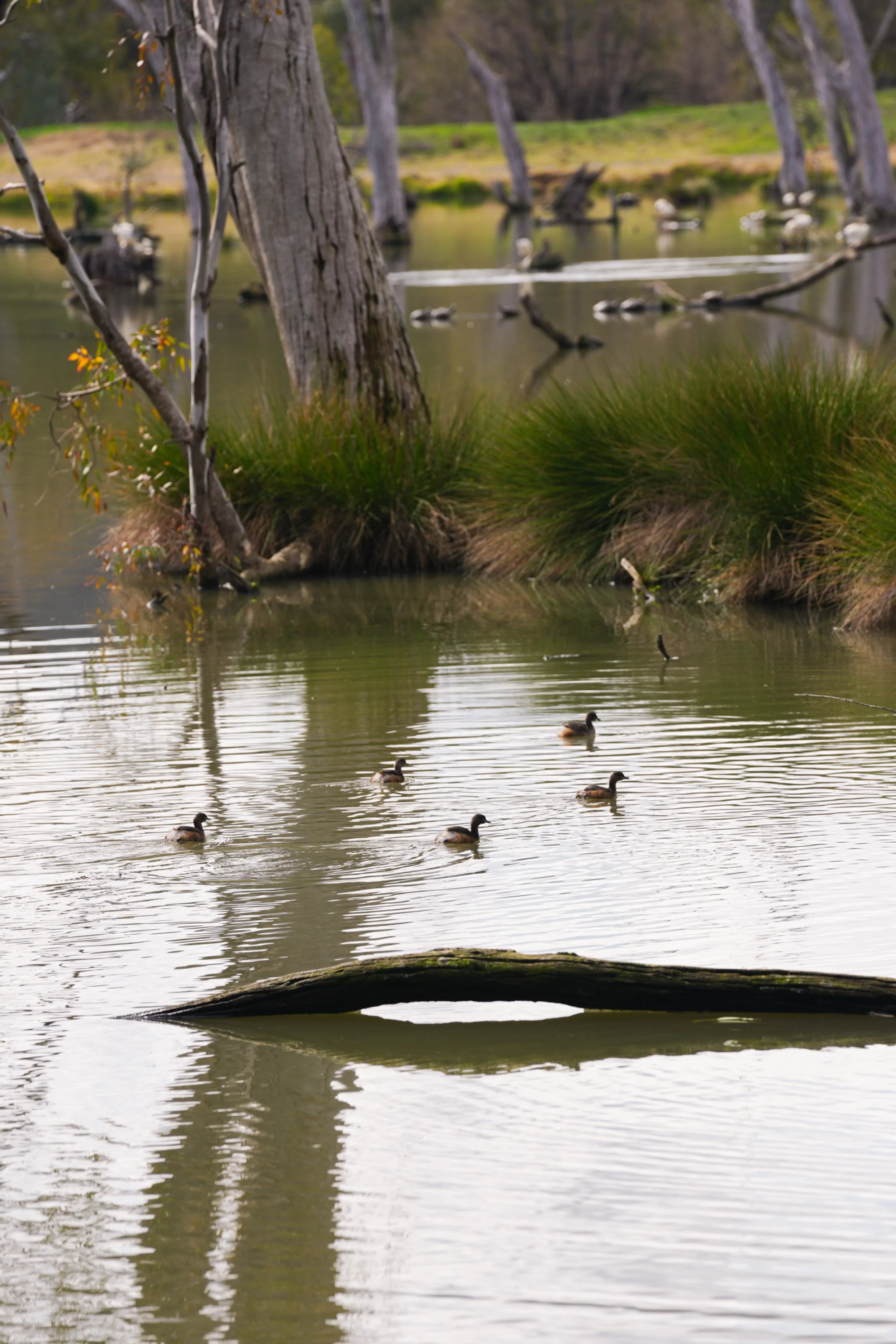 A serene river scene with ducks swimming, large trees with bare branches along the water's edge, and green grass in the background.