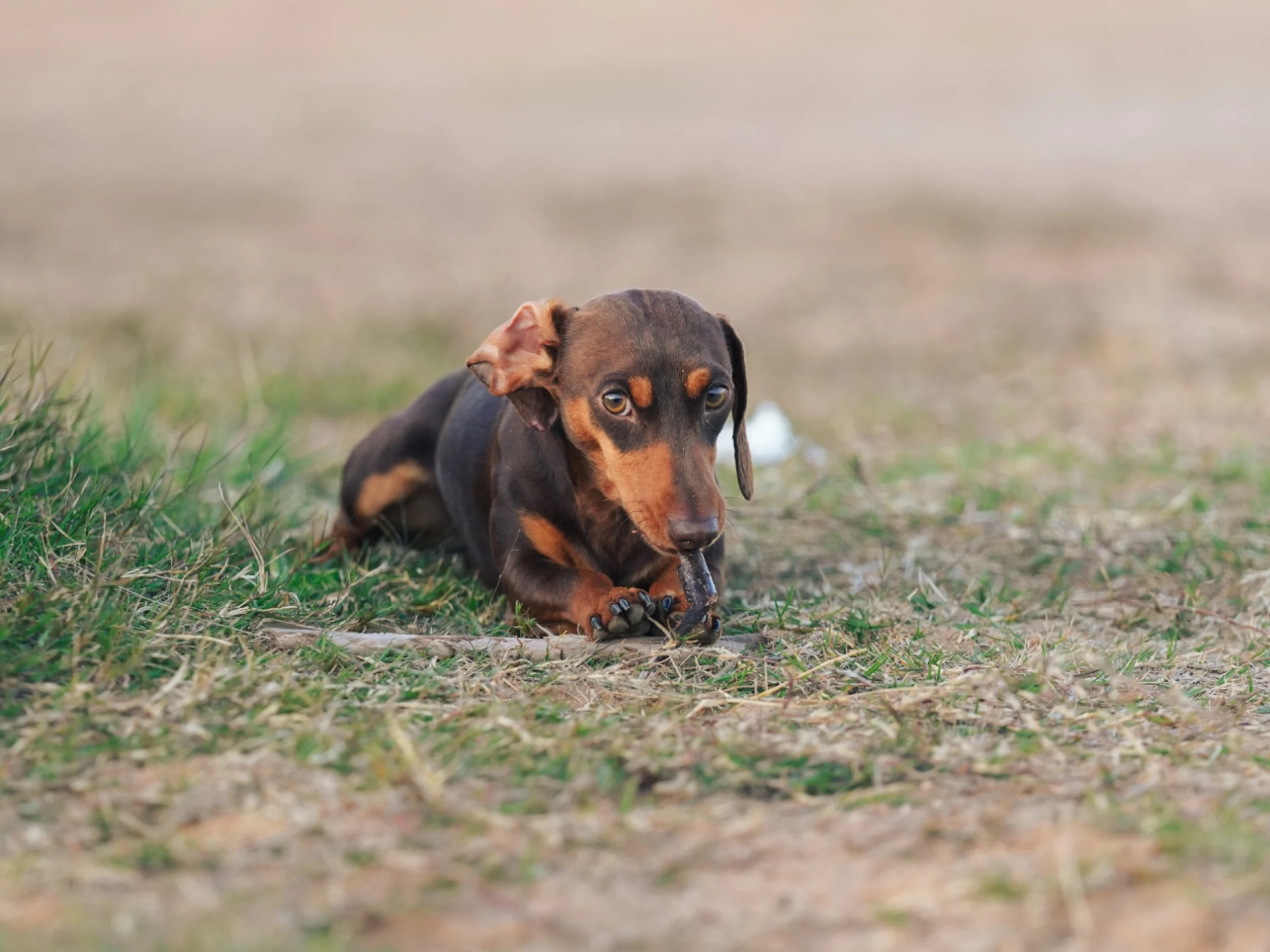 A black and tan dachshund laying on the grass in an outdoor setting, looking at the camera with its head resting on its front paws.