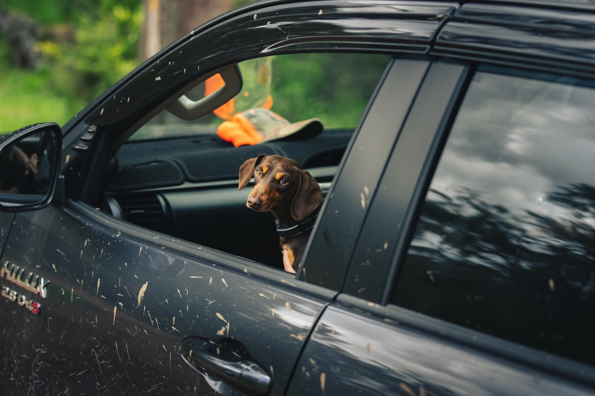 A brown and tan dog looking out of the window of a black pickup truck with mud splashes on the side, parked outdoors near greenery. A beige baseball cap and bright orange gloves rest on the dashboard.