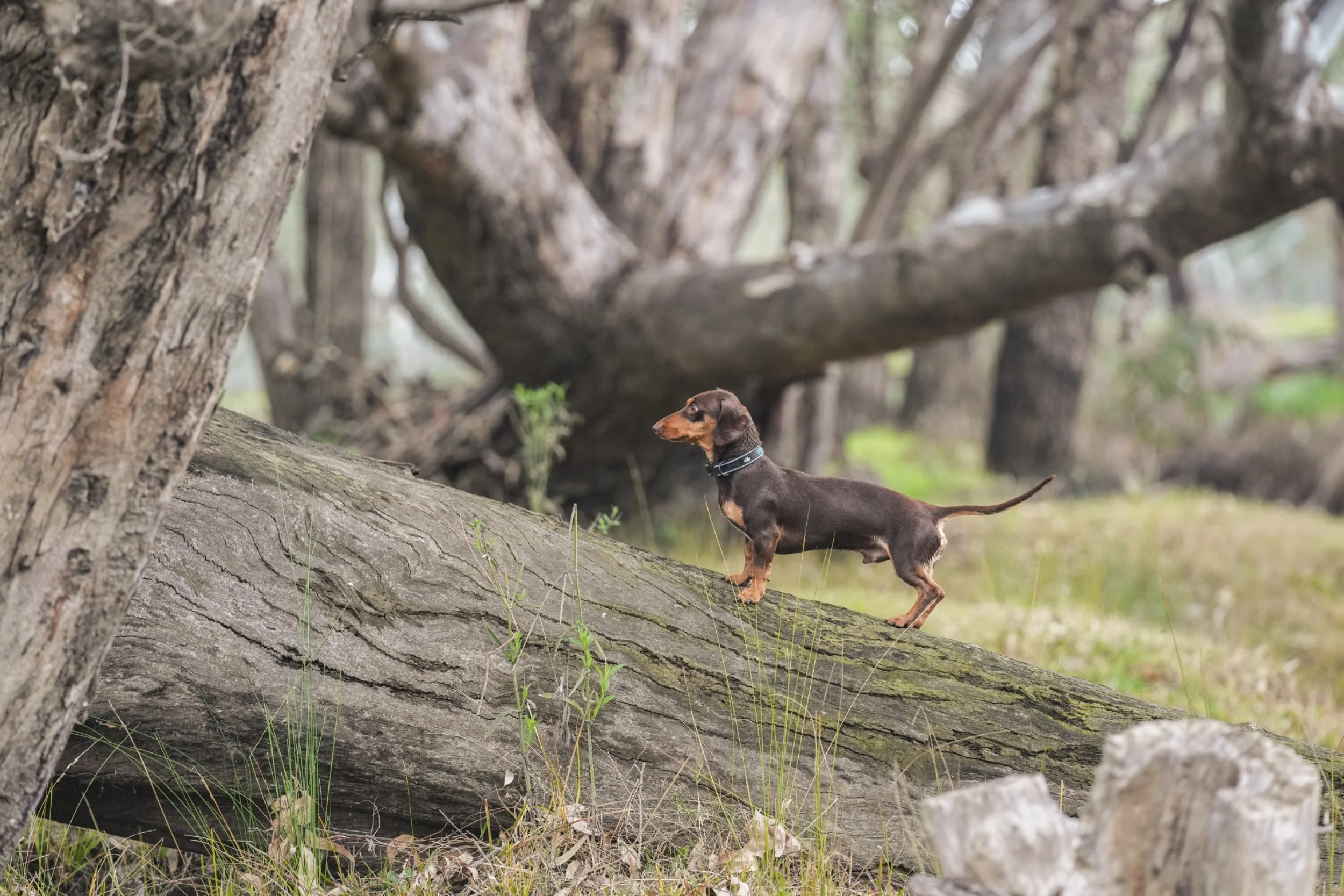 Small brown and black dog with long ears standing on a fallen log in a wooded area.