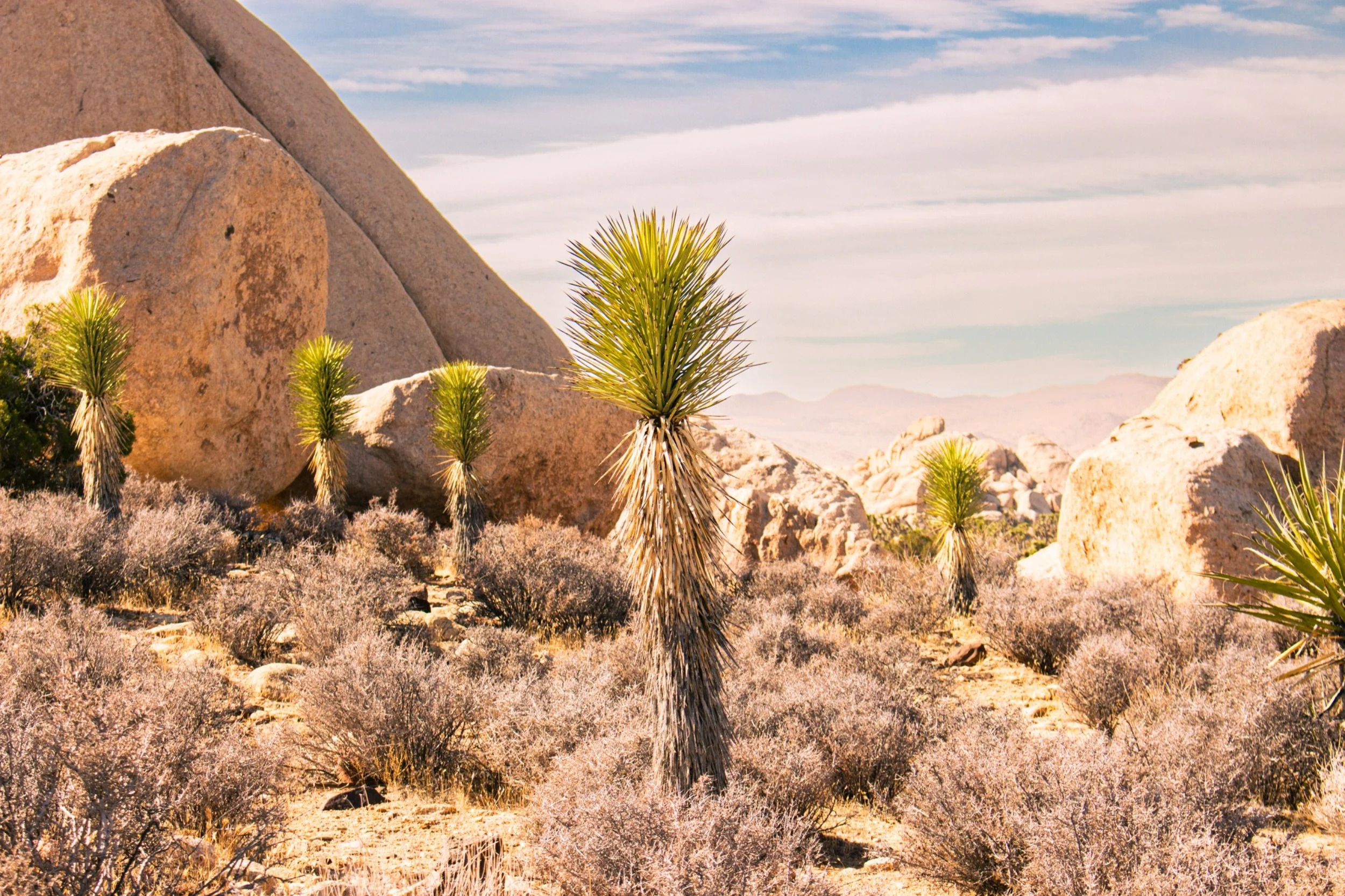 Desert landscape with large rock formations and desert plants such as Yucca brevifolia (Joshua trees), with a distant mountain range and a partly cloudy sky.