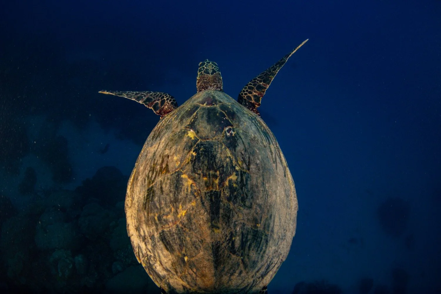 Underwater photo of a sea turtle swimming in deep blue water, viewed from above.
