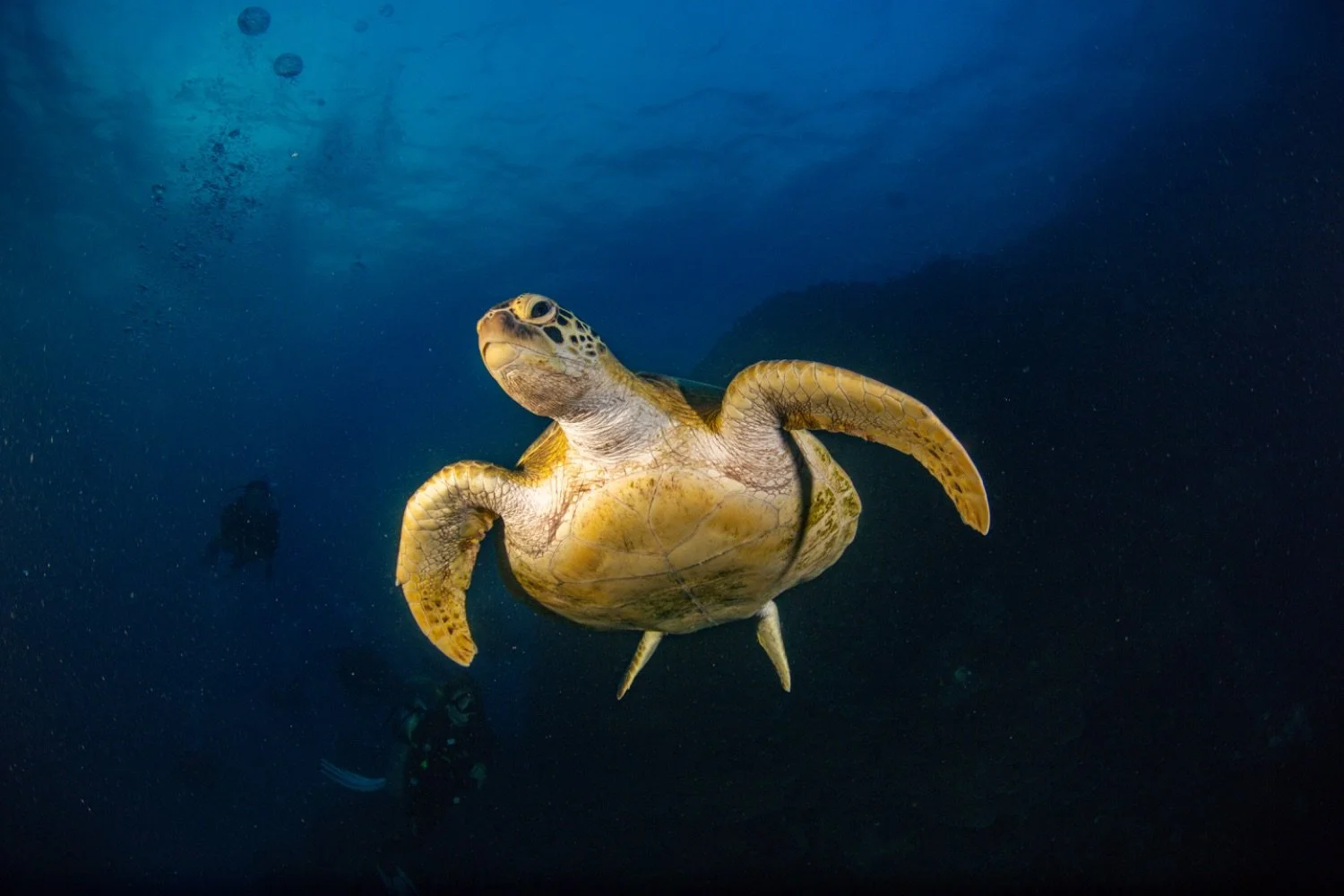 A sea turtle swimming underwater with a diver in the background.