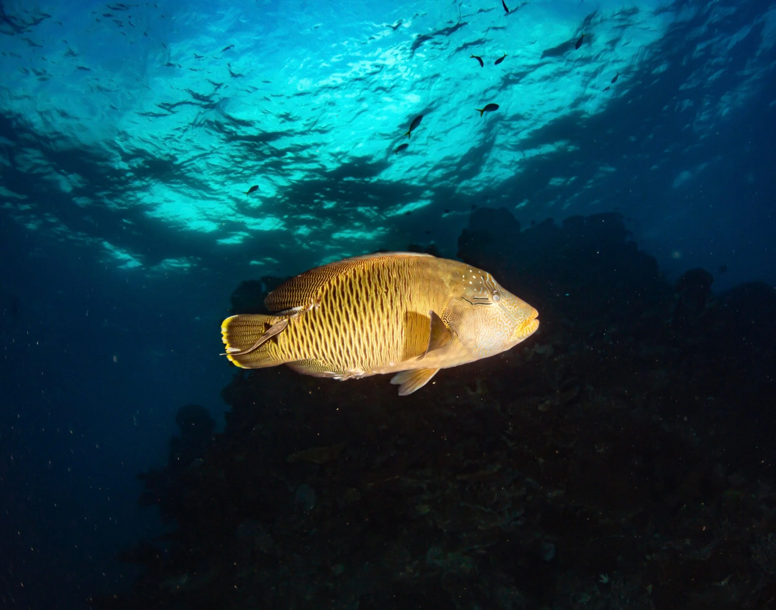 Underwater scene with a large yellow and brown spotted fish swimming near the ocean floor, with smaller fish swimming above and a rocky underwater landscape in the background.