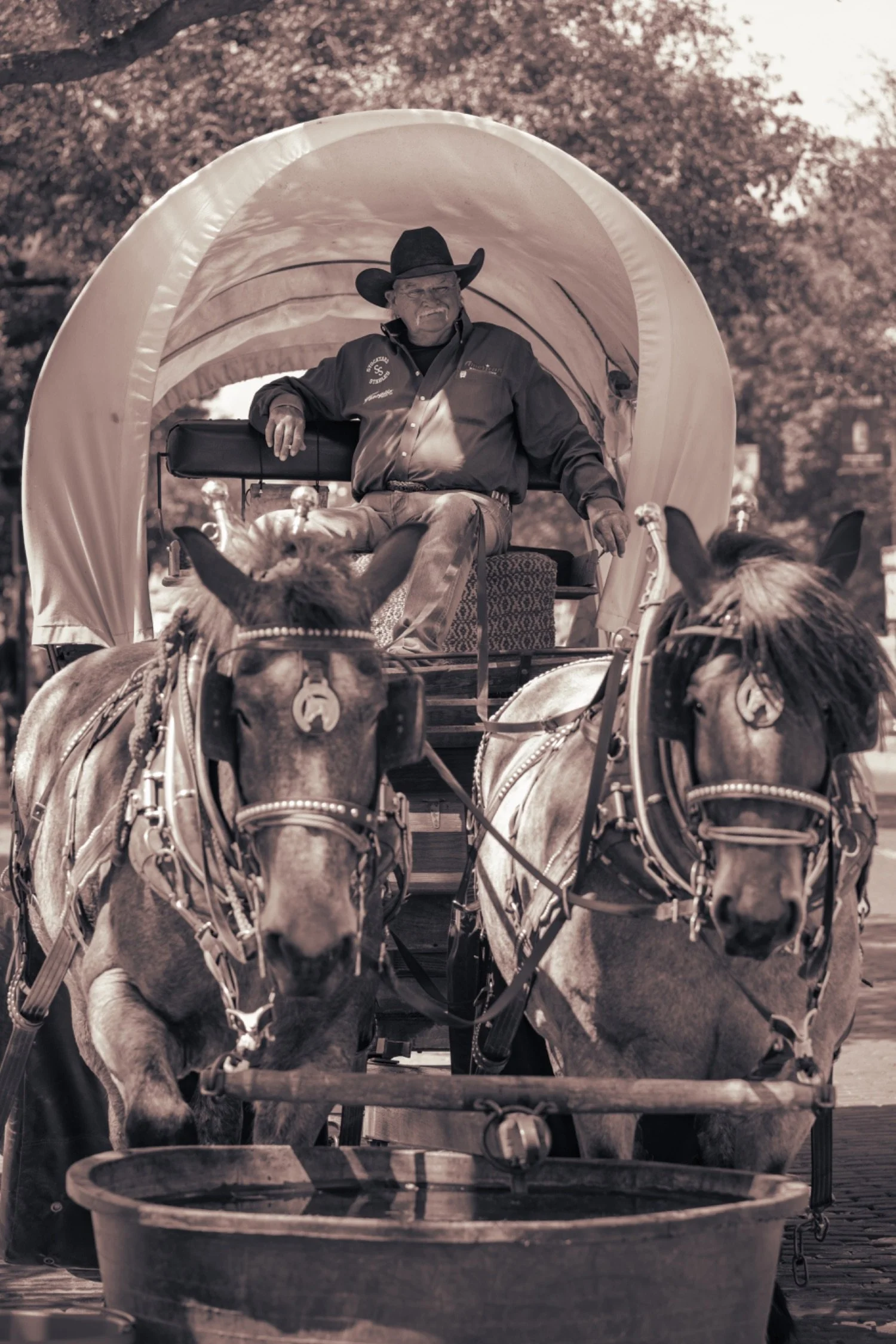 A man dressed as a cowboy riding in a horse-drawn wagon, with two horses in front, under a canopy with trees in the background.