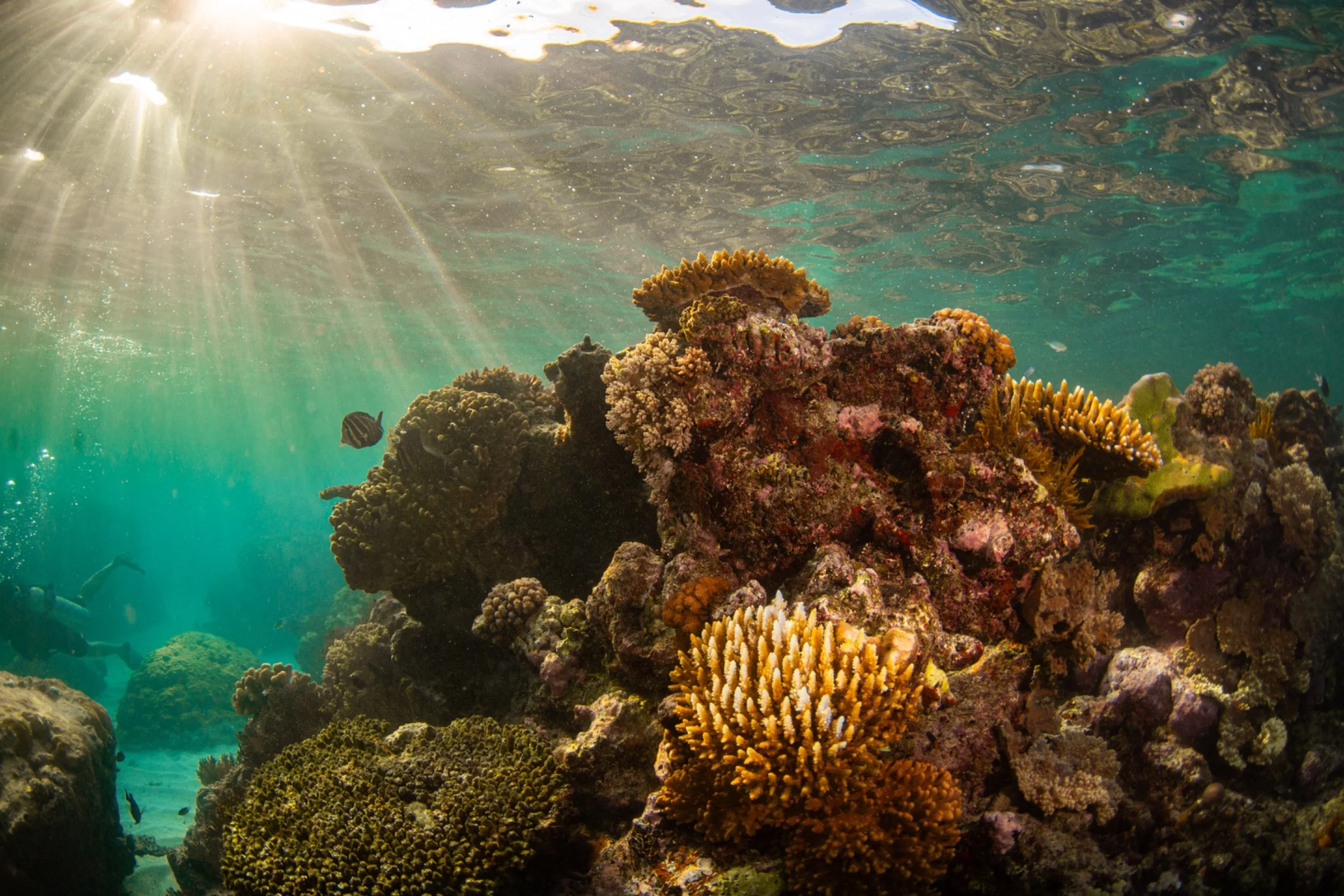 Underwater view of coral reef with sunlight streaming through the water's surface.