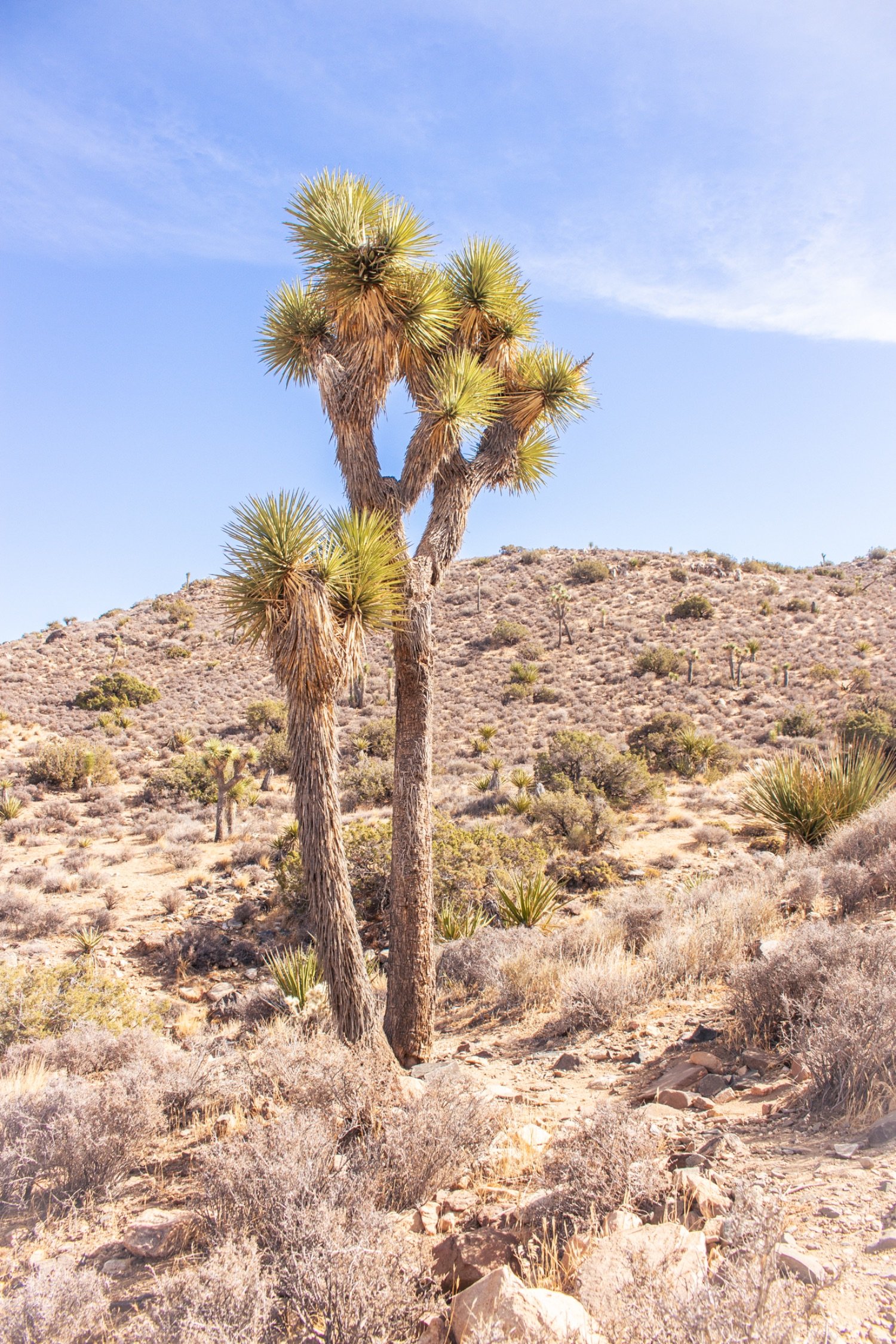 Desert landscape with a tall Joshua tree and sparse desert vegetation under a clear blue sky.