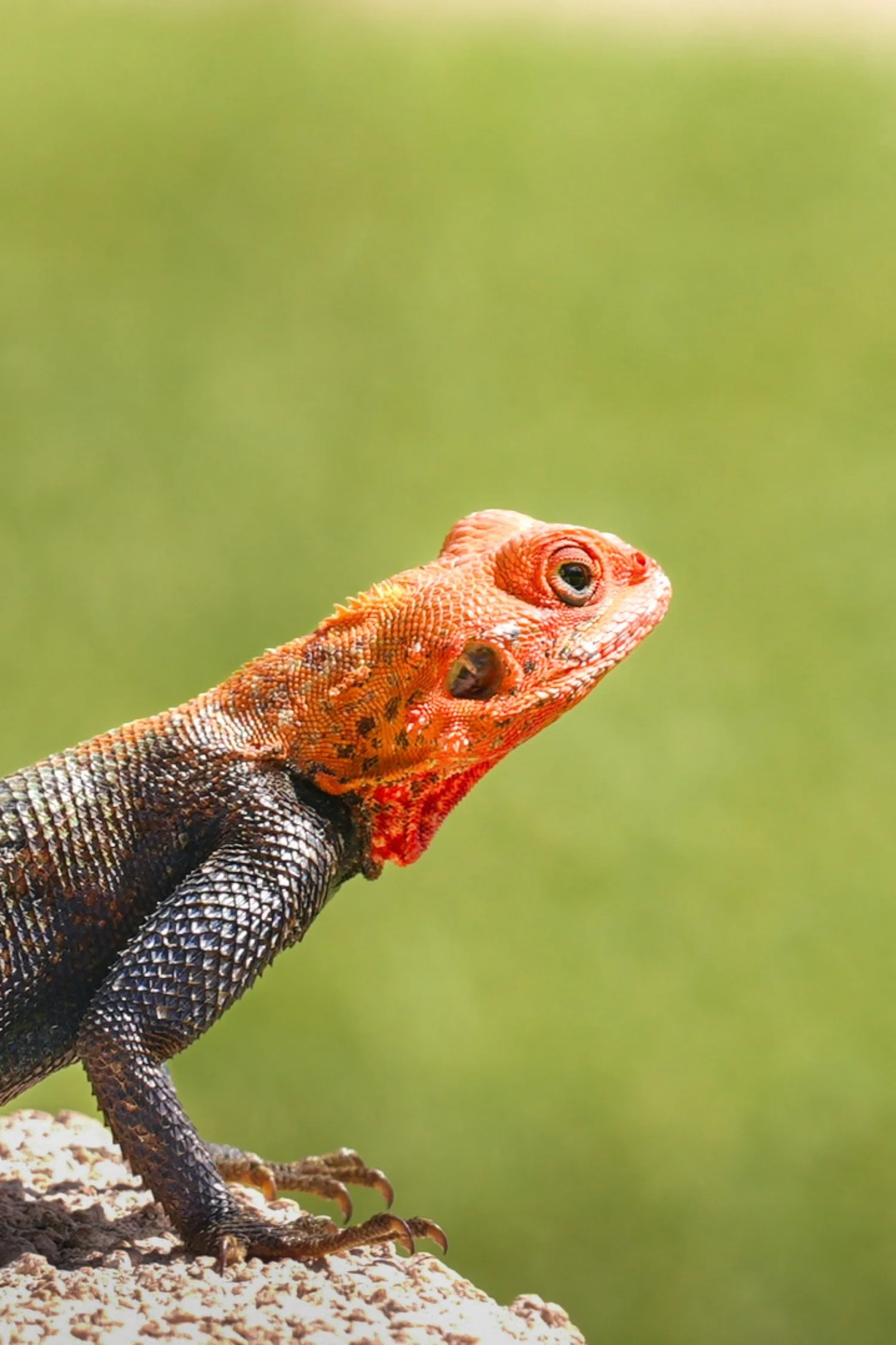 Close-up of a lizard with red and black scales on its head, perched on a rocky surface with a blurred green background.