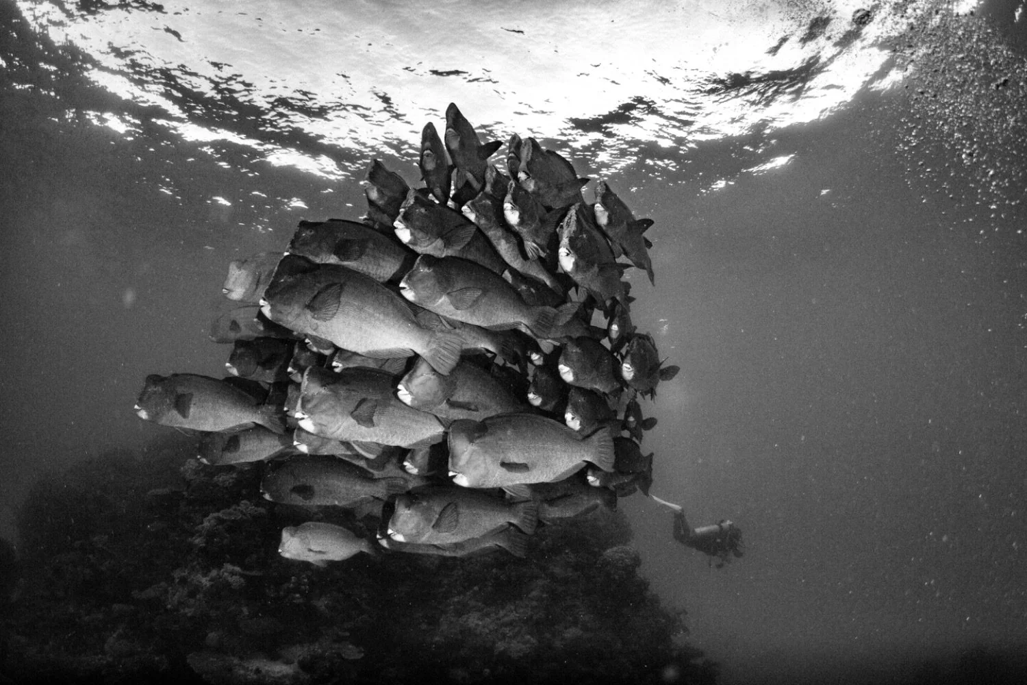 A large school of fish swimming underwater near a diver.